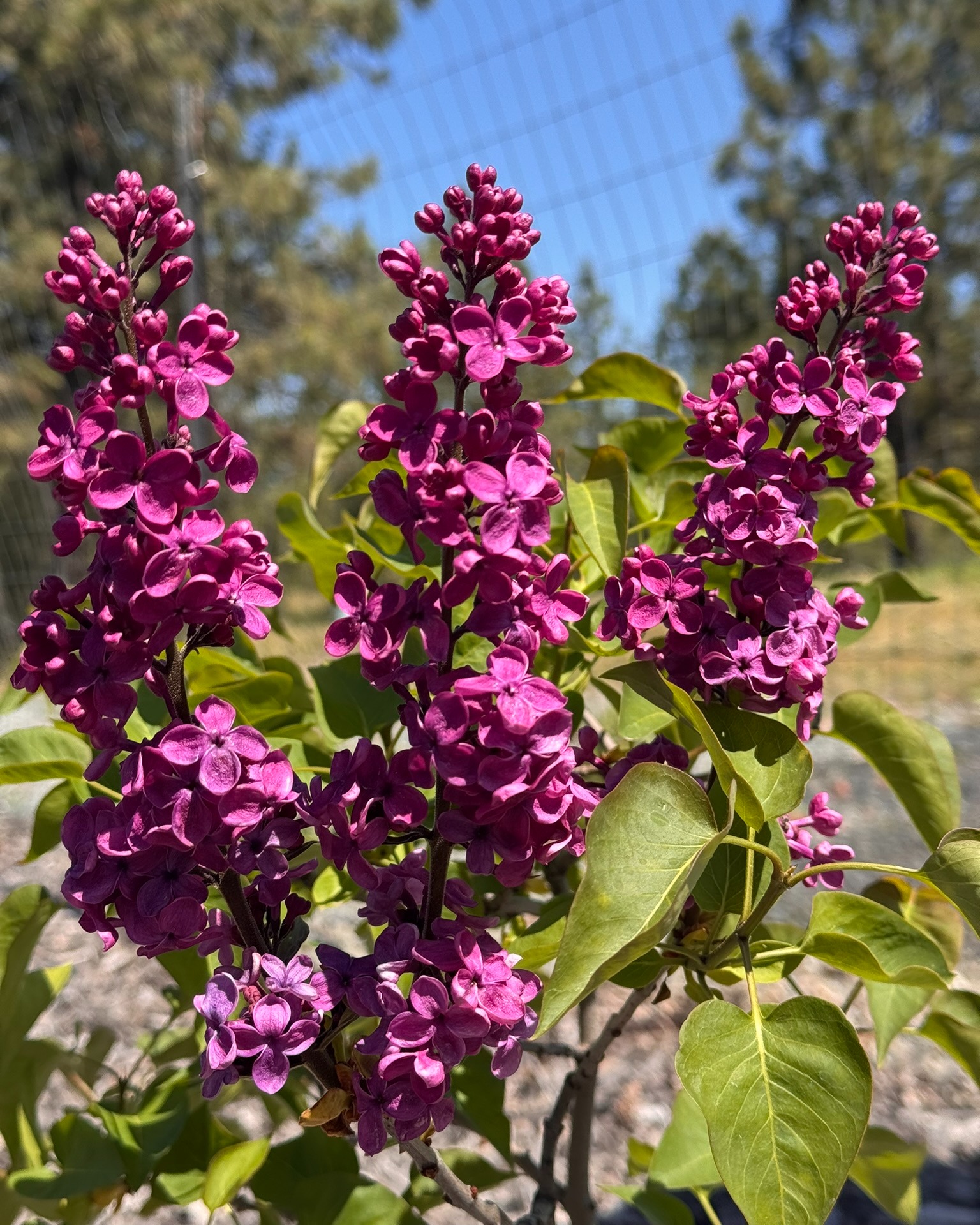 I’m so excited to see my flowers making my yard pretty again. Blooms, you were missed. 💜
#SpringBlooms #Lilacs #FlowerSeason #YardInBloom #SimpleJoys #GardenJoy