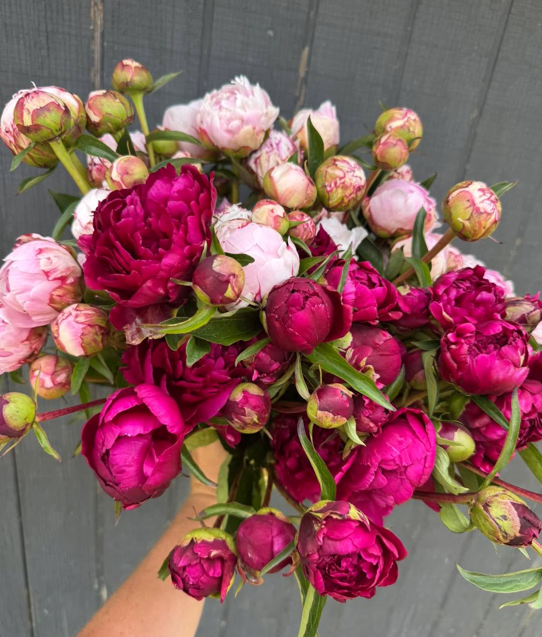 This is the last BIG week for peony!! Plenty for Flower Shack Wednesday!
I also have bouquets available to order online throughout the week. I know there’s some graduations coming up this week if you’d like to order for your grad!👩🎓I actually have a kindergarten graduation tomorrow 🥹🥹🥹
When ordering online: choose a day and approximate time to pick up at the Flower Shack. I’ll have it waiting for you with your name! This is the same process for the plant boxes.