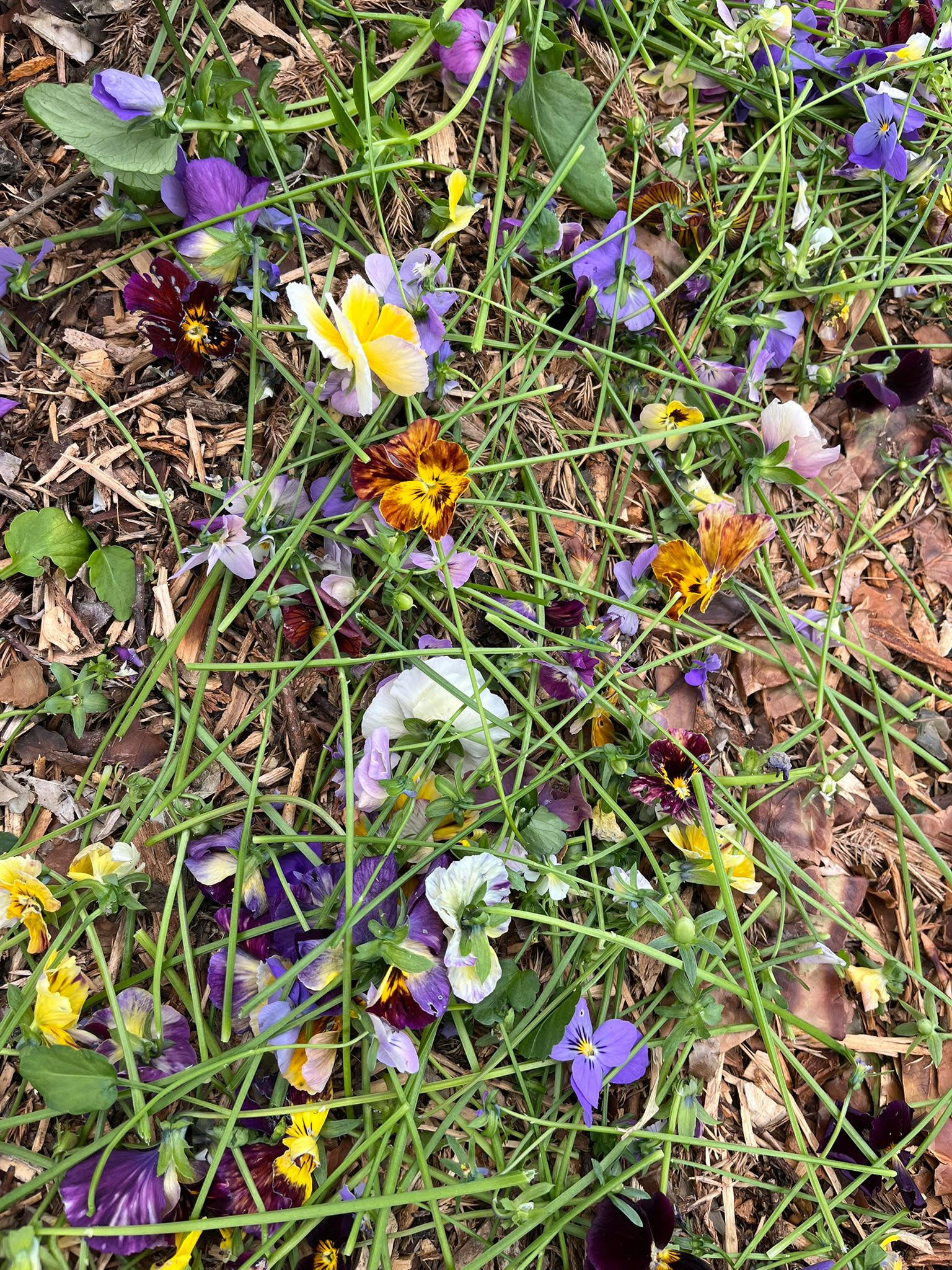 I’ve been busy on the flower field this month—planting, mulching, weeding, deadheading… all the good stuff. We also had the fantastic Selwyn Howatson from Rhewl over with some hardcore to put a base in for my new shed (couldn’t recommend him enough).
But of course… I never remember to take photos.
So I have very little to share from this month. I do have a part-time PA who helps with admin and social media, and she’s always gently reminding me to take pictures for content. One day I sent her this.
Her reply: “What am I looking at here? I know it’s violas, but what am I saying about this?”
My answer: I was deadheading them… and this was the only photo I took all day.
Anyone else struggle with the whole documenting-your-life-to-promote-your-business thing?