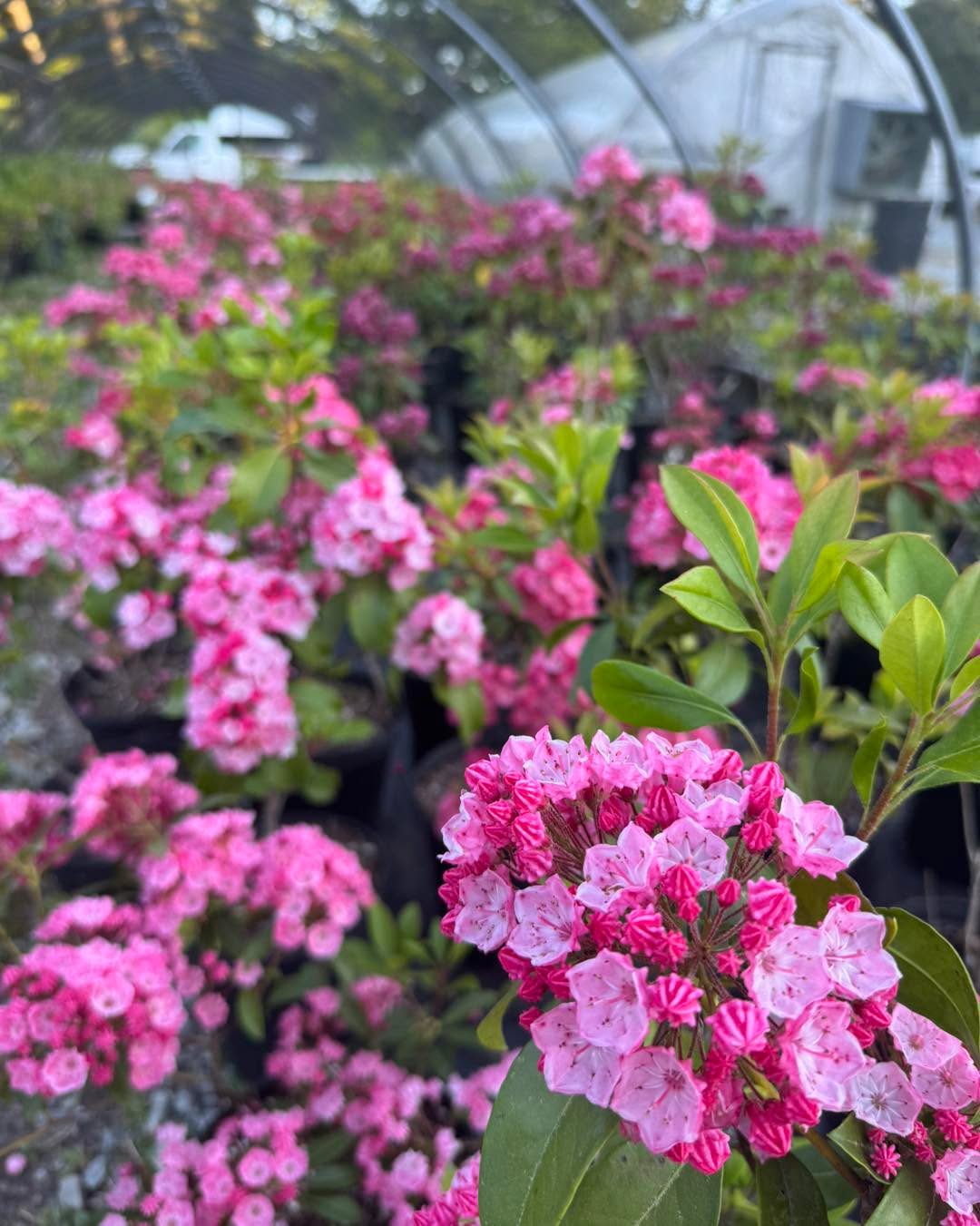 Our last plant festival is THIS WEEKEND! We’ll be at the Garden Jubilee this coming Saturday and Sunday in downtown Hendersonville. It’s always one of my favorite weekends! So much to see on Main Street. We will be past Mast General in front of the aquarium. Where we always are!
We will have loads of these mountain laurel and all of our other plants, herbs and succulents! Can’t wait to see you! ☀️