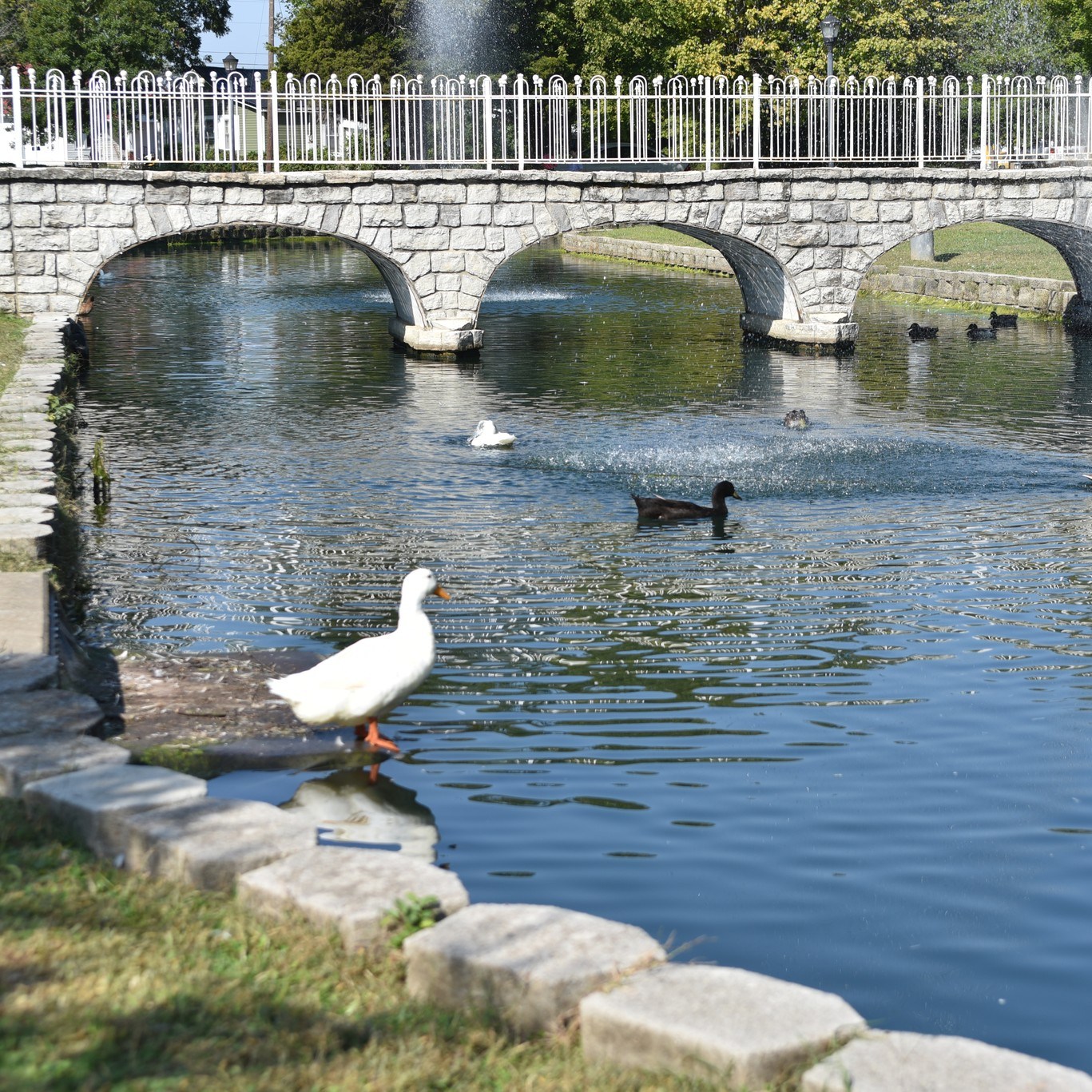 There's no better way to enjoy the weather than with a scenic stroll around Stone Bridge Memorial Park! 🌿🦆
📍Fayetteville, TN
#VisitFayettevilleTN