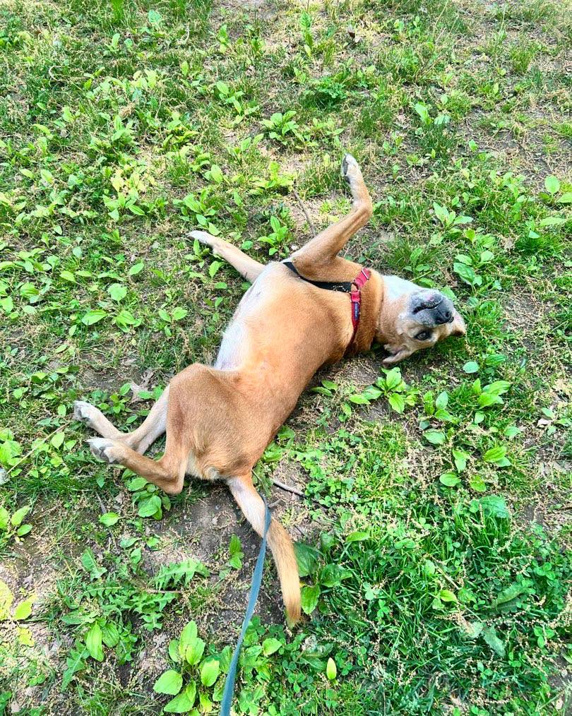 Pippa, enjoying a little roll in the cool grass. #itssummernowiguess #phewhot #muttsofinstagram 📸 by SO