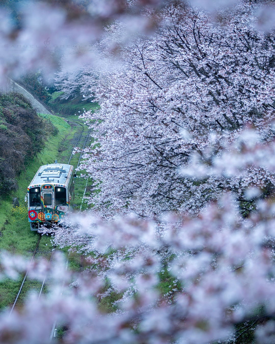The Hidden Crossing
•
I really wanted to capture the Super Happy Train as part of the sakura instead of making it the obvious subject. Standing above the tracks surrounded by blossoms, I waited for the moment where the train would quietly appear through the flowers. When it finally came into view, it almost felt swallowed by spring itself. Definitely one of my favorite moments from Kyushu 🌸🚃
•
Swipe ➡️ for the print version!
•
@nikonjp #nikonD850 AF-S 24-70mm f/2.8 ED VR II
•
ISO 100 | f/2.8 | 1/200s
•
#japan_daytime_view #daily_photo_jpn #bestjapanpics #bestphoto_japan #instagramjapan #nipponpic #lovers_nippon #springinjapan #railwayphotography #trainphotography #naturephotography #cherryblossoms #sakuraphotography #rainydayphotography #landscapephotography #ruraljapan #localtrain #flowersofjapan #visitjpn #福岡県 #赤駅 #平成筑豊鉄道