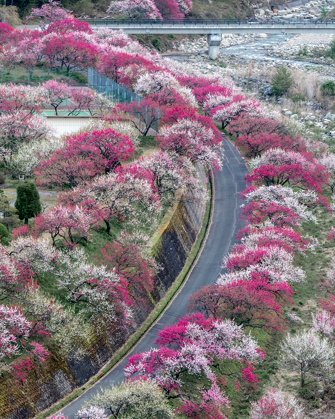 A Thousand Shades of Spring
•
I had seen photos of Hanamomo no Sato before, but honestly, nothing prepares you for seeing it with your own eyes. Driving through the mountains of Nagano, I suddenly found myself looking at what felt like an entire valley painted in pink, white, and deep crimson. I actually stopped the car for a few minutes just to take it all in before even touching my camera. Places like this almost don’t feel real. Japan always finds new ways to surprise me, and this was definitely one of them 🌸
•
Swipe ➡️ for the print version!
•
@nikonjp #nikonD850 AF-S 70-200mm f/2.8 ED VR II
•
ISO 100 | f/4.5 | 1/15s
•
#japan_daytime_view #daily_photo_jpn #bestjapanpics #bestphoto_japan #instagramjapan #nipponpic #lovers_nippon #springinjapan #railwayphotography #trainphotography #naturephotography #cherryblossoms #sakuraphotography #rainydayphotography #landscapephotography #ruraljapan #localtrain #flowersofjapan #visitjpn #長野県 #花桃の里 #阿智村