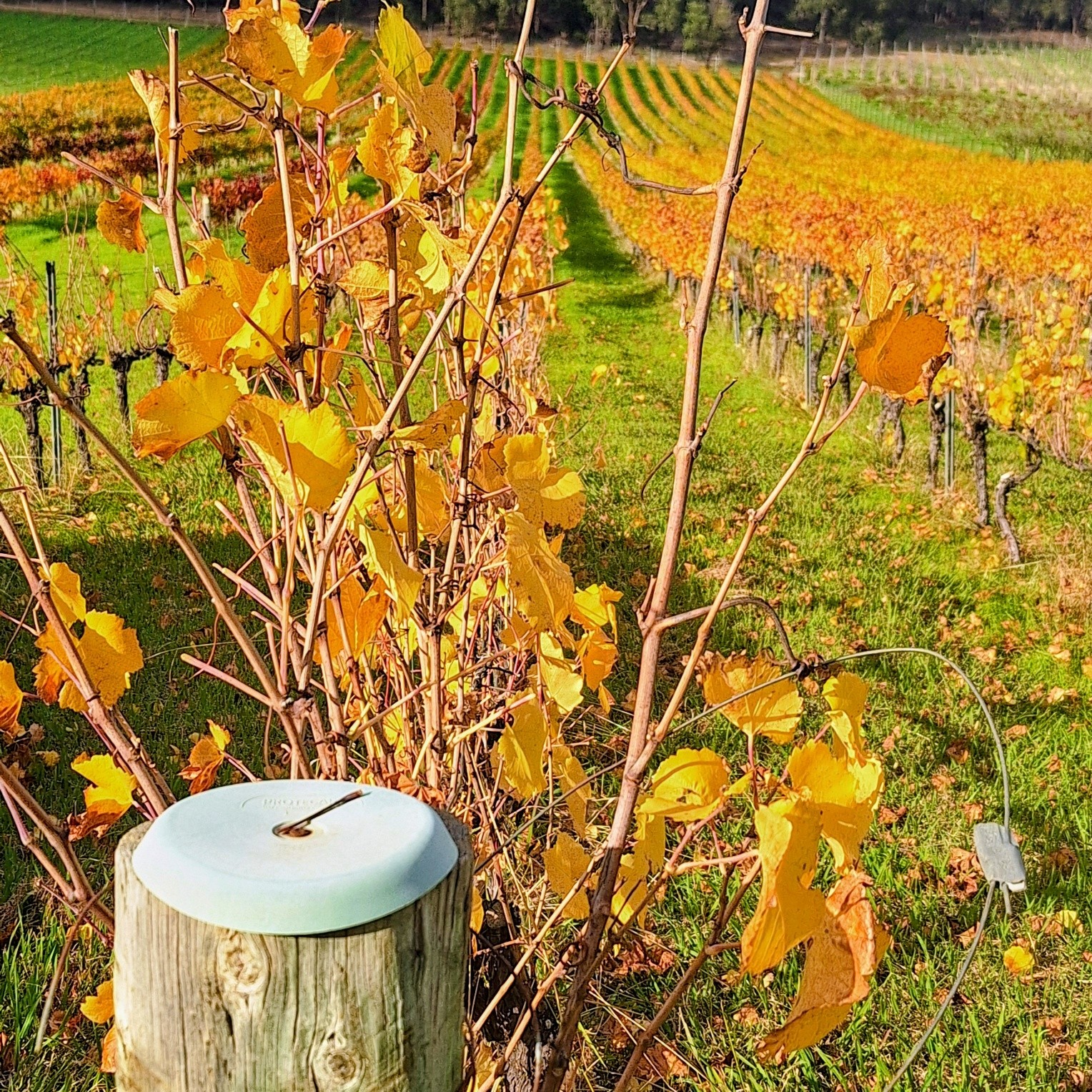 Perfect time to pick up a bottle of fine wine at Plume Estate in the Perth Hills 🍂🍁
