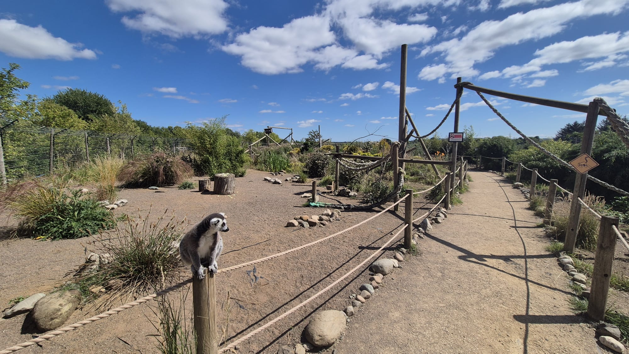 Step into the lemur walkthrough and get ready for some seriously curious company! 👀
Our lemurs are full of character, and this is one of the best places in the zoo to see them up close as they climb, explore, sunbathe and keep a very close eye on what everyone is up to.
It’s a lovely chance to slow down, watch their natural behaviours and enjoy a really special moment with some of Fife Zoo’s most popular residents.
Who’s coming to say hello? 🐾
#FifeZoo #Lemurs #FamilyDayOut #ThingsToDoInFife #ZooDay #AnimalLovers