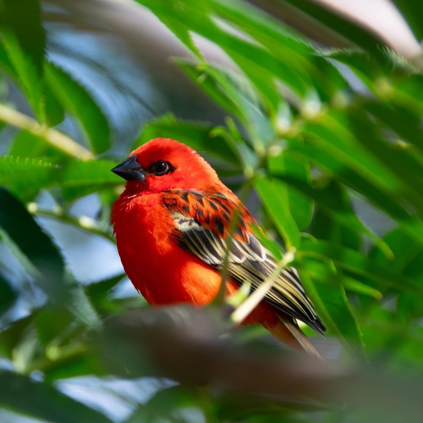 A little bird with a big seasonal glow-up 🔥
Just before breeding season, male Madagascar fodies undergo a remarkable transformation, changing from their more subtle colours into a bright, fiery red-orange plumage.
It’s one of those brilliant little reminders that nature doesn’t do boring.
Keep an eye out for this colourful character on your next visit to Fife Zoo — he’s certainly dressed to impress.
#FifeZoo #MadagascarFody #ZooBirds #ColourfulBirds #AnimalFacts #ThingsToDoInFife