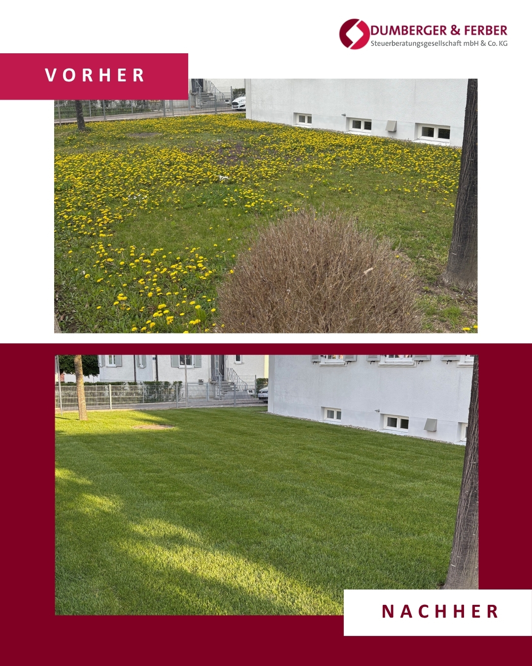 Es gibt Dinge, die man einfach zu lange vor sich herschiebt. 🌱
Bei uns war das der Rasen vor der Kanzlei. Wer das Vorher-Bild sieht, versteht sofort, was wir meinen. Pusteblumen soweit das Auge reicht. Nicht dramatisch, aber auch nicht schön. Jedes Mal, wenn man ankam, dachte man: eigentlich müsste man da mal was machen. Und dann kam wieder ein Abschluss dazwischen.
Freitag war Schluss damit.
Wer zu uns nach Donauwörth kommt, soll spüren, dass er willkommen ist. Dass hier Menschen arbeiten, denen Qualität nicht nur ein Wort ist. Und dass wir auch die Dinge angehen, die andere vielleicht einfach so lassen würden.
Vieles von dem, was wir für unsere Mandanten tun, sieht man nicht sofort. Die Stunden hinter Jahresabschlüssen, die Gespräche, die Gedanken, die weit über den Tellerrand gehen. Aber manchmal zeigt sich Sorgfalt auch ganz sichtbar. Auf ein paar Quadratmetern frisch ausgelegtem Grün zum Beispiel.
Neuer Rasen. Erledigt. Abgehakt. Und ehrlich gesagt fühlt es sich richtig gut an. ✨