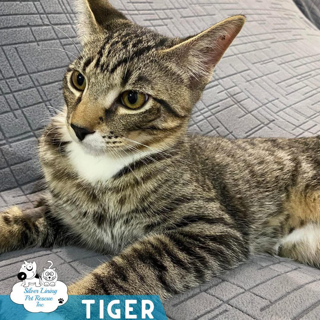 Meet Tiger 🐯
Tiger was part of a litter of kittens found outside a local shopping centre. At the start, he was a scared little boy who didn’t trust people and had no idea what family life was all about.
Since coming into foster care in January, Tiger has made incredible progress. In just 5 months he has gone from a hissy, frightened kitten who wouldn’t let anyone near him, to a confident boy who enjoys being part of the family. He now happily accepts cuddles from all members of the household, sleeps on the bed with his foster mum, and loves the comfort and routine of home life. While he is still learning that being held is okay, his foster mum is incredibly proud of how far he has come in such a short time.
Tiger is still unsure around new people and unfamiliar situations, so he will need a patient and understanding family willing to give him a safe space while he settles in, learns the household routine, and builds trust at his own pace. He can still be quite flighty and will often hide when he feels unsure, but once he feels safe his sweet personality shines through.
He enjoys the company of other cats and plays beautifully with the foster kittens. Unfortunately, he is starting to get a bit too big for the resident adult cats, and they have begun picking on him.
Tiger truly deserves his forever home and will make an amazing companion for someone willing to give him the time, patience, and love he needs.
If you are interested in adopting Tiger, please reach out and speak with his current foster carer who will happily answer any questions
