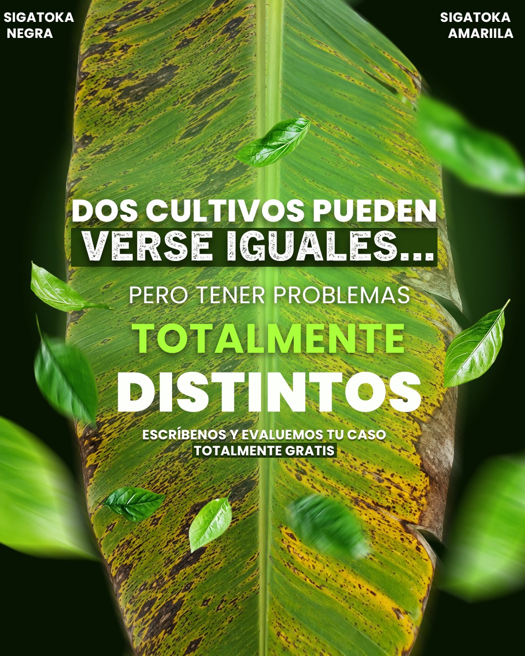 Sigatoka Negra y Sigatoka Amarilla pueden
verse parecidas. Pero son problemas distintos
que necesitan soluciones distintas. 🍌
Tratar una como si fuera la otra
es tirar dinero al suelo.
El diagnóstico correcto lo cambia todo.
📸 Mándanos una foto de tus hojas
y nuestro agrónomo evalúa tu caso gratis.
Sin compromiso. Sin costo.
📲 096 324 1660 | www.zeonatec.com