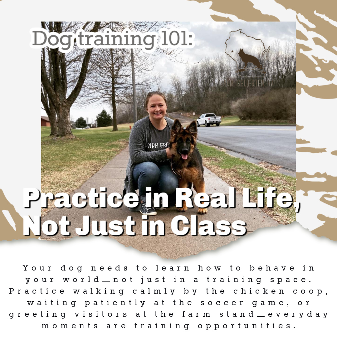 Dog Training 101: Practice in Real Life
A dog that listens perfectly in class but struggles in everyday situations simply needs more real-world practice.
Training does not stop when class ends. In fact, some of the most valuable lessons happen during normal daily life:
• walking calmly past distractions
• settling at a soccer game
• greeting visitors politely
• waiting patiently at the farm stand
• learning confidence in new environments
German Shepherds thrive when they are included in life alongside their people. The more positive experiences and structure they receive in the real world, the more stable and adaptable they become.
Every outing is an opportunity to build engagement, confidence, and communication with your dog. 🤍
#DogTraining101 #GermanShepherd #RealLifeTraining #PuppyTraining #GermanShepherdPuppy #DogTraining #WorkingDog #ConfidentDogs #VomGeliebtenHaus #RelationshipBasedTraining #DogSocialization