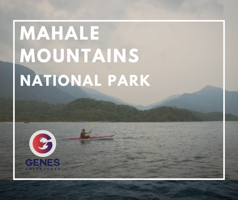 🐒 𝐌𝐚𝐡𝐚𝐥𝐞 𝐌𝐨𝐮𝐧𝐭𝐚𝐢𝐧𝐬 – 𝐖𝐡𝐞𝐫𝐞 𝐂𝐡𝐢𝐦𝐩𝐬 𝐌𝐞𝐞𝐭 𝐭𝐡𝐞 𝐋𝐚𝐤𝐞
On the remote eastern shores of Lake Tanganyika, Mahale Mountains National Park is a place of dazzling contrasts — turquoise waters lapping at white sand beaches, rising into lush, jungle-clad mountains alive with wildlife.
By day, guided treks take you deep into the forest in search of Mahale’s most famous residents — wild chimpanzees. Along the way, colourful butterflies swirl in sunlit clearings, hornbills call from the canopy, and troops of red colobus monkeys crash through the leaves. Down at the lakeshore, hippos wallow, fish eagles soar, and the crystal-clear water invites a cooling swim.
🌍 Fun fact: Mahale is home to one of the largest known populations of wild chimpanzees, with over 1,000 individuals — many of them habituated to human presence.
🎯 Best experiences in Mahale Mountains:
• Chimpanzee trekking – a rare and intimate primate encounter
• Lake Tanganyika – swimming, snorkelling, and dhow boat rides
• Forest hikes – waterfalls, viewpoints, and untouched wilderness
📸 Best visited in the dry season (May–October) when trekking is easier and chimps are more predictable to find.
✨ With its blend of forest adventure and lakeside tranquillity, Mahale feels like another world — one you’ll never want to leave. Genes Adventures will take you there, where the jungle meets the world’s longest freshwater lake.
#genesadventures #tanzania #mahalemountains #chimpanzees #laketanganyika