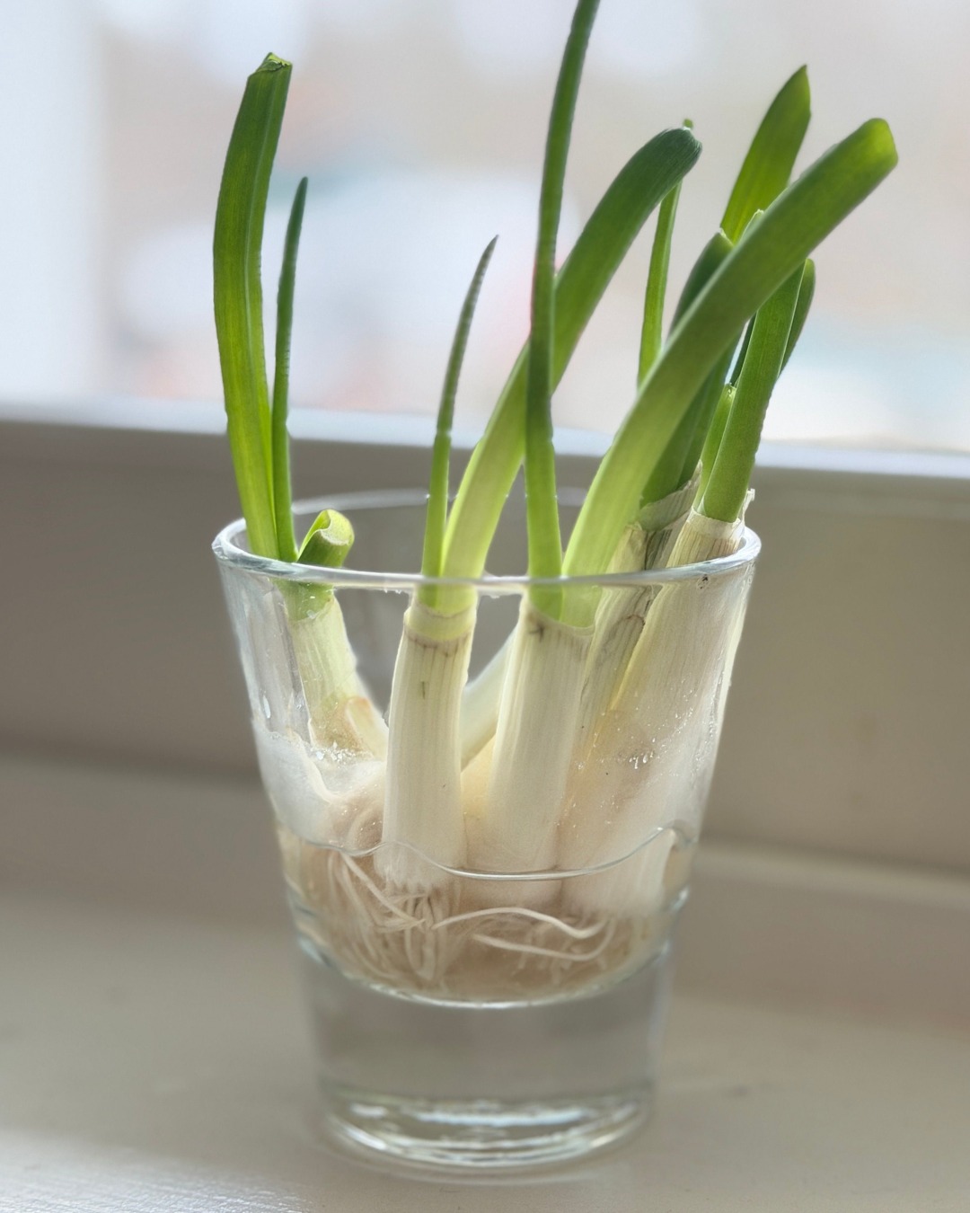 A simple kitchen trick I swear by. 🌱 I always get 2-3 uses out of a bunch of scallion purchased at the grocery store. Once I’ve used the initial batch I purchased, I always take the stems with the root end place them into a little glass of water and let them regrow in a windowsill. Within a week or so I have a whole brand new bunch of scallions! Two for the price of one. You can do this again and again in order to stretch your grocery budget. 🛒✨
Follow my page for more fun tips like this!
#gardening #food #budgeting #mom #groceries