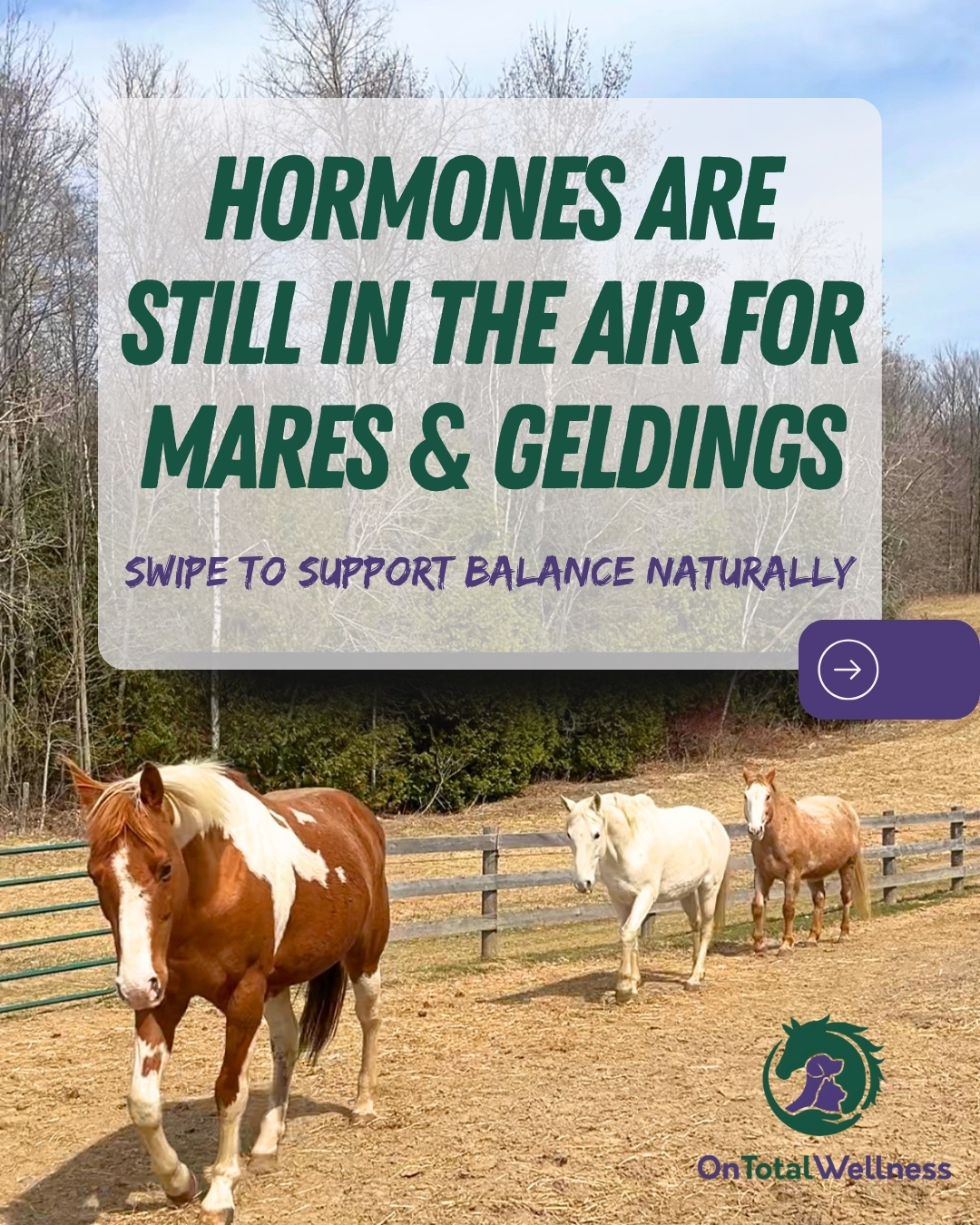Spring can bring changes in behaviour, comfort, and excitability or irritability in both mares and geldings
Explore our favourite hormone support products to help maintain balance through the season
Available at HolisticHorseSource.com
Tottenham Pickup | Canada wide shipping
#horsewellness #hormonbalance #springhormones #equinesupplements #spring
