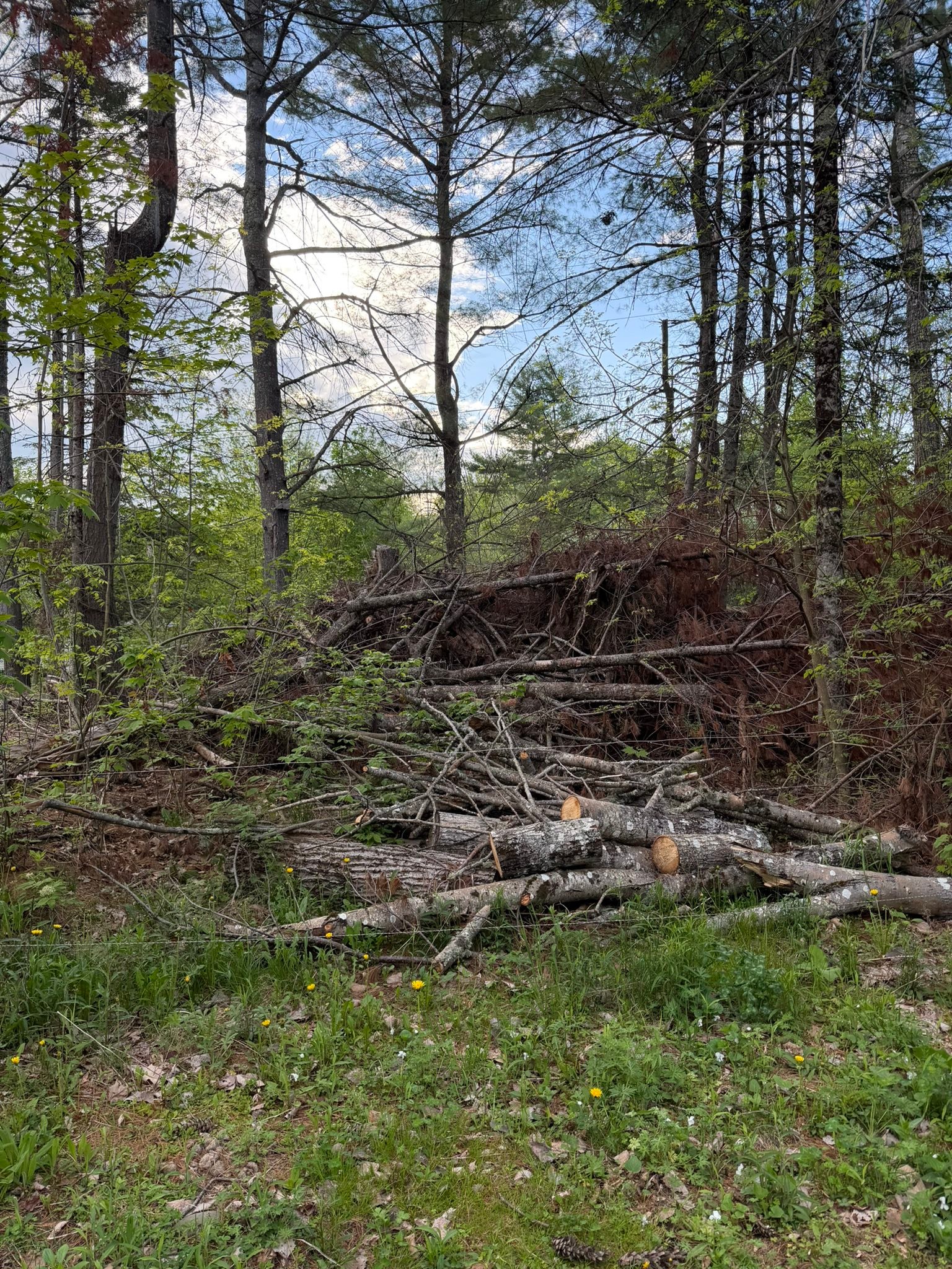Looking for someone/ a company in the Plymouth/ Newport area that can remove this pile of brush/ trees/stumps. Or give me an estimate. It is somewhat accessible from the roadway but also accessible from in my pasture. Go 🙂