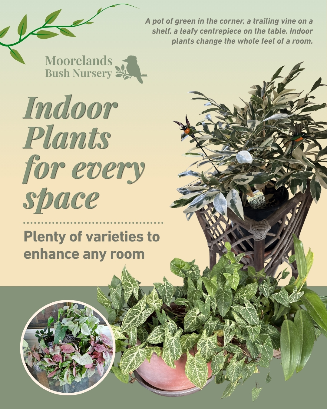 🌿 Indoor Plants 🪴
A pot of green in the corner. A trailing vine along a shelf. A leafy centrepiece on the table. Indoor plants have a way of changing how a whole room feels. 🌿
They soften hard edges, warm up a quiet corner, and bring a bit of calm and fresh air into the home. Some are nearly impossible to kill, some will happily tell you when they're thirsty, and there's something here for every level of green thumb.
They also make a lovely gift. A plant is one of those presents that keeps growing long after the moment has passed.
Come out and see us this weekend and we'll help you find the right one, whether it's for your own place or someone special.
📍 Moorelands Bush Nursery, 1344 Dargal Road, Roma
🕗 Mon–Fri 9am–2pm | Sat & Sun 8am–4pm