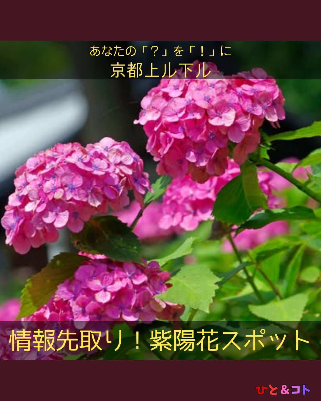 【情報先取り!紫陽花スポット】
記事を書いていると、
観光地のおすすめも教えて欲しいと
言われてしまいます。
・
一応はまちづくりの法人ではありますので、
オーバーツーリズムなどの観点から
ご紹介するところを選ばないという責務はありますが、
まぁ6月は紫陽花の季節ということで、
6月よりも前にお出掛け準備をしていただけるよう
今日から何回か「京都上ル下ル」では、
紫陽花スポットをご紹介していきます!!
・
今日は、ここです!
・
・
■市内有数の紫陽花の名所
・
京都市伏見区にある藤森神社。
京都市内では言わずと知れた
紫陽花(あじさい)の名所です。
・
藤森神社は、
「深草」と名前のついた地域に
平安遷都以前より鎮座しています。
・
勝馬と馬の神社として篤く信仰されており、
端午の節句に行われる駈馬神事でも知られています。
・
ちょうど6月初旬から約1ヶ月の間、
境内にある2ヶ所の「紫陽花苑」が公開されます。
・
約3,500株の紫陽花が咲きそろえば、
青から赤紫への美しいグラデーションを見ることができます。
・
梅雨の晴れ間なら、花の発色がいっそう際立ちますよ。
・
今年はカレンダーに合わせて
5月30日(土)から開苑します!
※開花状況によって変更される場合もあります。
5月から開苑だなんて、まさに先取りですね!
・
この機会にぜひお出掛けください。
・
・
■藤森神社はどこにあるの?
藤森神社へは、JRも京阪も便利です。
公共交通機関をご利用ください。
藤森神社
住所:京都市伏見区深草鳥居崎町609
アクセス:JR奈良線「JR藤森」駅下車徒歩5分
京阪電車「墨染」駅下車徒歩7分
時間:9時~17時
拝観料:境内は無料です。
公式HP:https://fujinomorijinjya.or.jp/
・
・
==========
-あなたの「?(はてな)」を「!(なるほど)」に。-
京都上ル下ル 第四弐歩
情報先取り!紫陽花スポット! ~藤森神社~
・
まちづくり学生団体ひと&コト
ライター:まちと
==========
ひととともに、まちとともに。
・
・
◆ひと&コトとは?
「ひと&コト」は、京都で活動しているまちづくり学生団体(一般社団法人)です!
メンバーは主に大学生で、京都女子大学、近畿大学、関西学院大学、同志社女子大学、平安女学院大学、関西外国語大学、京都教育大学など、さまざまな大学の1〜4回生が参加しています。高校生も参加しています!
現在、食や子ども、ジェンダー、伝統文化、観光、京都町屋保存など、幅広い分野の取り組みを行っています。
◆ 取り組んでいるプロジェクト
① 伝統文化事業「みやこびより」
和服をもっと身近に感じてもらいながら、よりコアな京都を知ってもらうイベントを企画・運営。
@miyakobiyoriでチェック👀✨
② LGBTQ+事業「にじのわ」
LGBTQ+を理解し、誰もが生きやすい社会を目指す活動。
『にじの集居』も運営中。
@gender_smileでチェック👀✨
③ 飲食文化事業「おむすび家(おむすびけ)」
食品ロス削減に取り組みながら、
“人と人・人と食・人と場所” をつなぐコミュニティ飲食店を運営。
▶ 月1、集居(つどい)で開催中!
場所:京都市中京区西ノ京西月光町18-3
また、日本の三大酒蔵の一つ・伏見の魅力 を若者に知って好きになってもらう「THE 酒プロジェクト」 も並行して活動しています。
次回開催日:5月30日18:00〜21:00
@omusubi.keでチェック👀✨
④ 子ども育み事業「まちまなび」
子どものサードプレイスとなる居場所を提供しながら、学校では学べない“学び”を、学校や学年の枠を超えて楽しめる場をつくるプロジェクト。文化体験、職業体験、音楽体験などを検討・実施中。
毎月第二土曜日にイベント開催中!
@machimanabi.kodomoでチェック👀✨
⑤ 京町家保存事業「おかえりノベ」
古い京都の町家をリノベーションし、地域の方々の集まりの場・自分たちの活動拠点をつくる活動。
◆ 全体活動日:第2・第4日曜日(+各チーム会議、合宿)
◆ 活動拠点:集居(つどい)/JR・地下鉄二条駅付近
◆ 私たちと一緒に活動しませんか?
京都のまちづくり団体「ひと&コト」では、ただいまメンバーを募集しています。団体/個別説明会を開催していますので、少しでも興味のある方はぜひご参加ください。
▶ 対面新歓:5月23,24日
5月以降も計画中!
参加希望の方は、プロフィールのURLまたはDMにてお知らせください。
