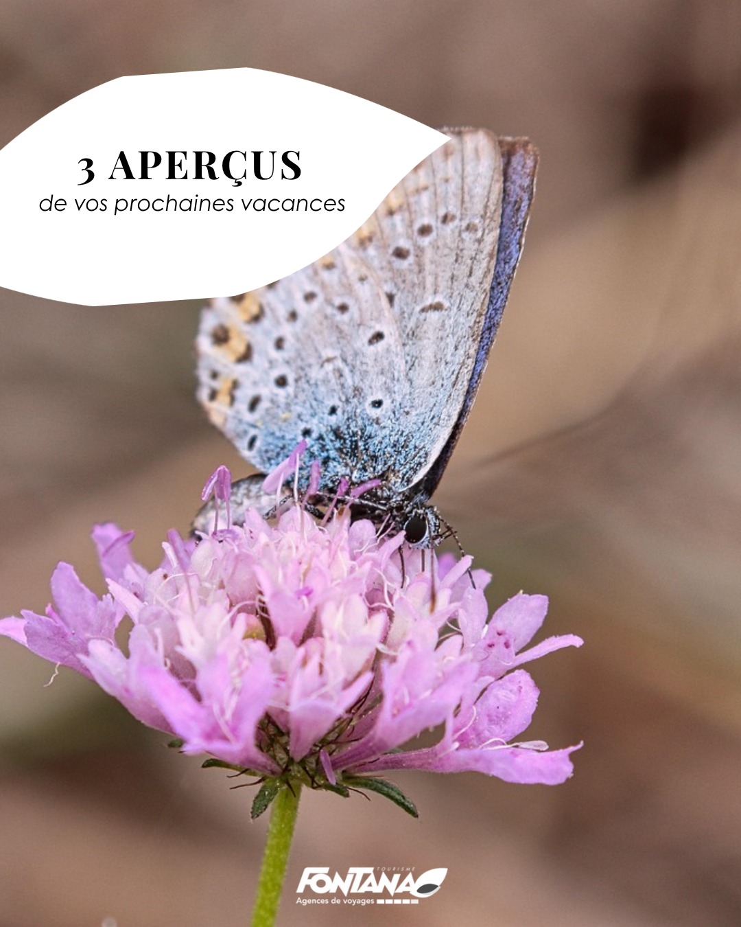 📍 Information agence – Lundi 25 mai
Vos agences Fontana Tourisme seront fermées ce lundi 25 mai.
Nous vous retrouverons dès mardi pour continuer à vous accompagner dans tous vos projets de voyage : séjours en famille, escapades en Europe, circuits lointains, week-ends détente ou vacances sur mesure ✈️🌍
En attendant, profitez de cette journée pour rêver à votre prochaine destination…
☀️ Plages paradisiaques
🏔️ Grands espaces
🌆 City-breaks
🌴 Évasion au bout du monde
Toute l’équipe FONTANA reste à votre écoute dès notre réouverture 💙
#FontanaVoyages #AgenceDeVoyage #Voyage #Vacances #Evasion #Travel #EnvieDAilleurs #ProjetVoyage