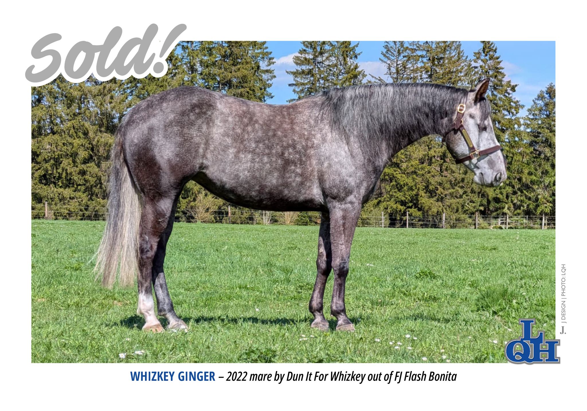 SOLD!
Congratulations to the new owners of WHIZKEY GINGER and thank you for your trust throughout the process. We are especially happy to keep her in our program ๐
#LQH | #SoldByLQH | #NRHA