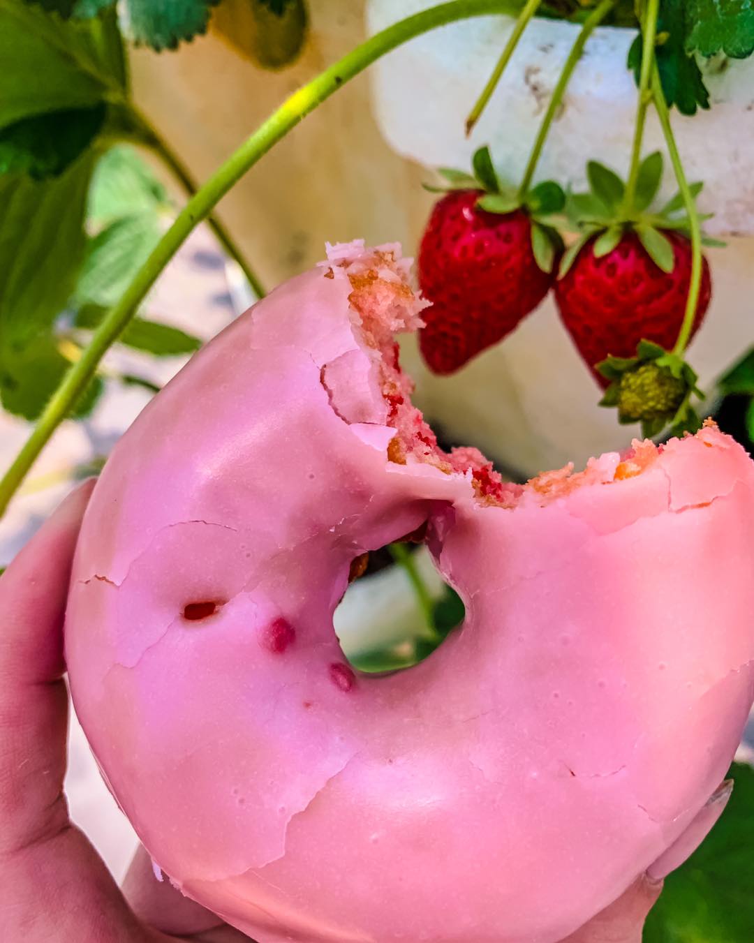 ๐ Our strawberry donuts ๐ฉ taste as amazing as they look! ๐
๐ Porch Party at the Farm
๐๏ธ May 23 - 24
๐16727 Airport Rd, Clinton
โฐ 9AM - 4pm
Kick off Memorial Day weekend with some good olโ-fashioned front porch fun as we welcome the unofficial start of summer! ๐ป๐
โจ Hereโs whatโs waiting for you:
๐ First sweet U-pick berries of the season
๐๏ธ Sales on spring flower baskets, patio pots, and garden decor
Hanging Flower Baskets 2 of $40
Garden Department Decor & Gifts 10% Off
๐ Farm Market finds perfect for summer gatherings, grillin' & gifting
Choose any combination of 3 Taste of the Farm favorites: salsas, sauces, jams, syrups, or meat products for only $20
๐น Sips & samples from our farm store favorites
Sample BBQ, Salsa, Jam, & Sparkling Apple Cider
๐ฉ Concession stand special
Purchase 1 Slushie + Half Dozen Donuts + 1 Bag of Kettle Corn for $15.00
Check out the comments โฌ๏ธ our Memorial Day Weekend concession features.
And there's more....
๐ Come play, explore, and make unforgettable memories with the whole family in the Farmtastic Fun Park!
๐ Whether you're planting your summer garden, refreshing your porch decor, or just looking for a fun place to hang out with friends, weโve got your long weekend plans covered. Letโs make this Memorial Day weekend bloom! ๐บ