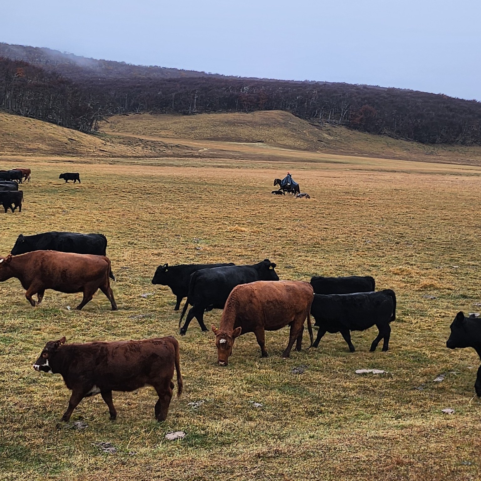 Los animales no utilizan el paisaje de forma uniforme.
Buscan reparo, humedad, agua y sectores más estables según las condiciones del entorno, esa distribución modifica presión, descanso y uso dentro del sistema.
#GanaderiaHolistica #ManejoHolistico #AgriculturaRegenerativa #SaludDelSuelo #GanaderiaSustentable #PastoreoRotativo #SueloVivo #patagoniachilena #GanaderiaChilena #CL
.
.
.
.
.
.
Animals do not use the landscape uniformly.
They seek shelter, moisture, water, and more stable areas based on environmental conditions; this distribution modifies pressure, recovery, and usage within the system.
#HolisticManagement #RegenerativeAgriculture #RegenAg #SoilHealth #HolisticGrazing #RotationalGrazing #SoilRegeneration #SustainableLivestock
#CarbonFarming