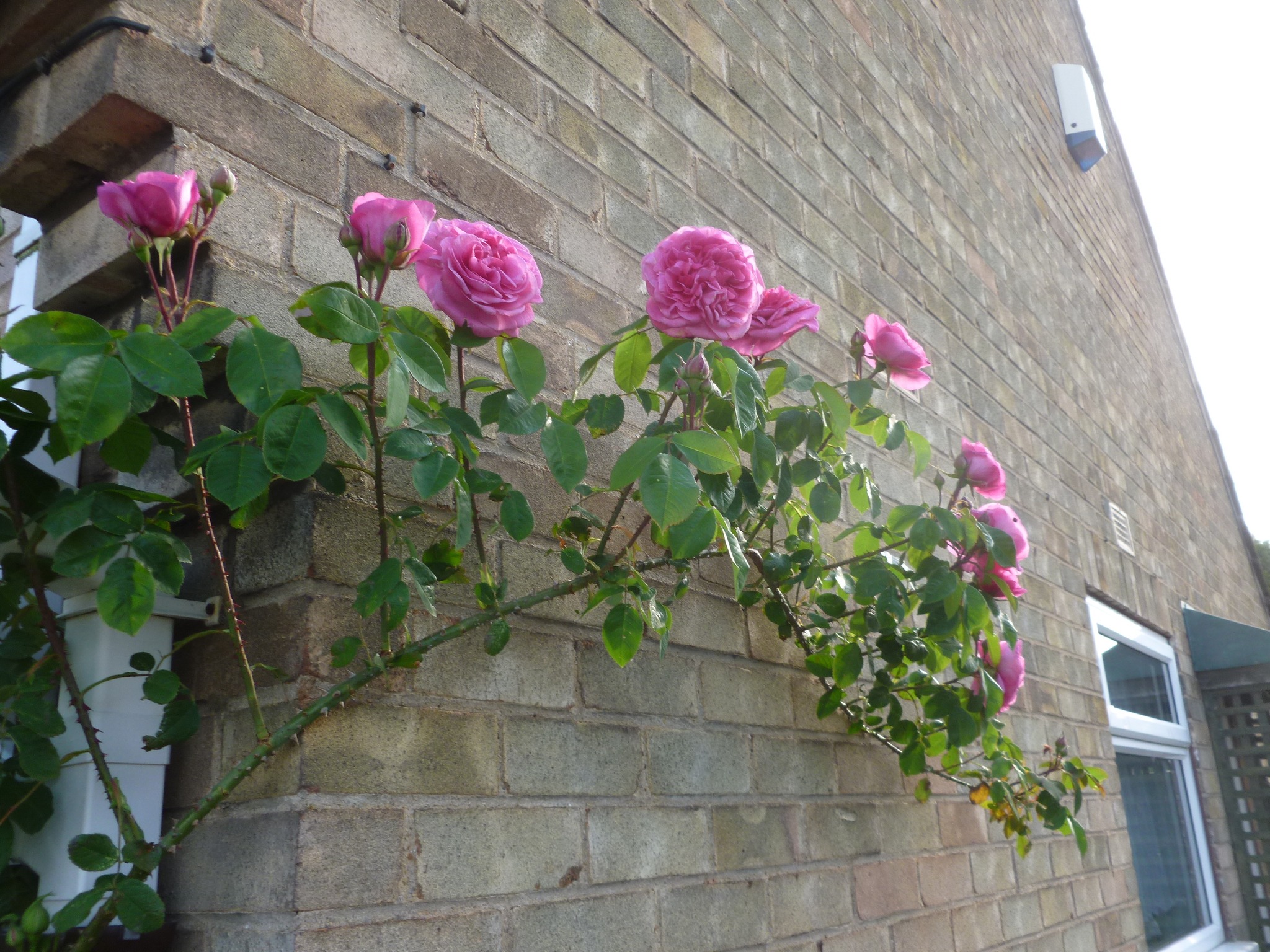 Beautiful this morning! Climbing Mme Caroline Testout, and the scent is gorgeous.
#roses #climbingroses #mmecarolinetestout