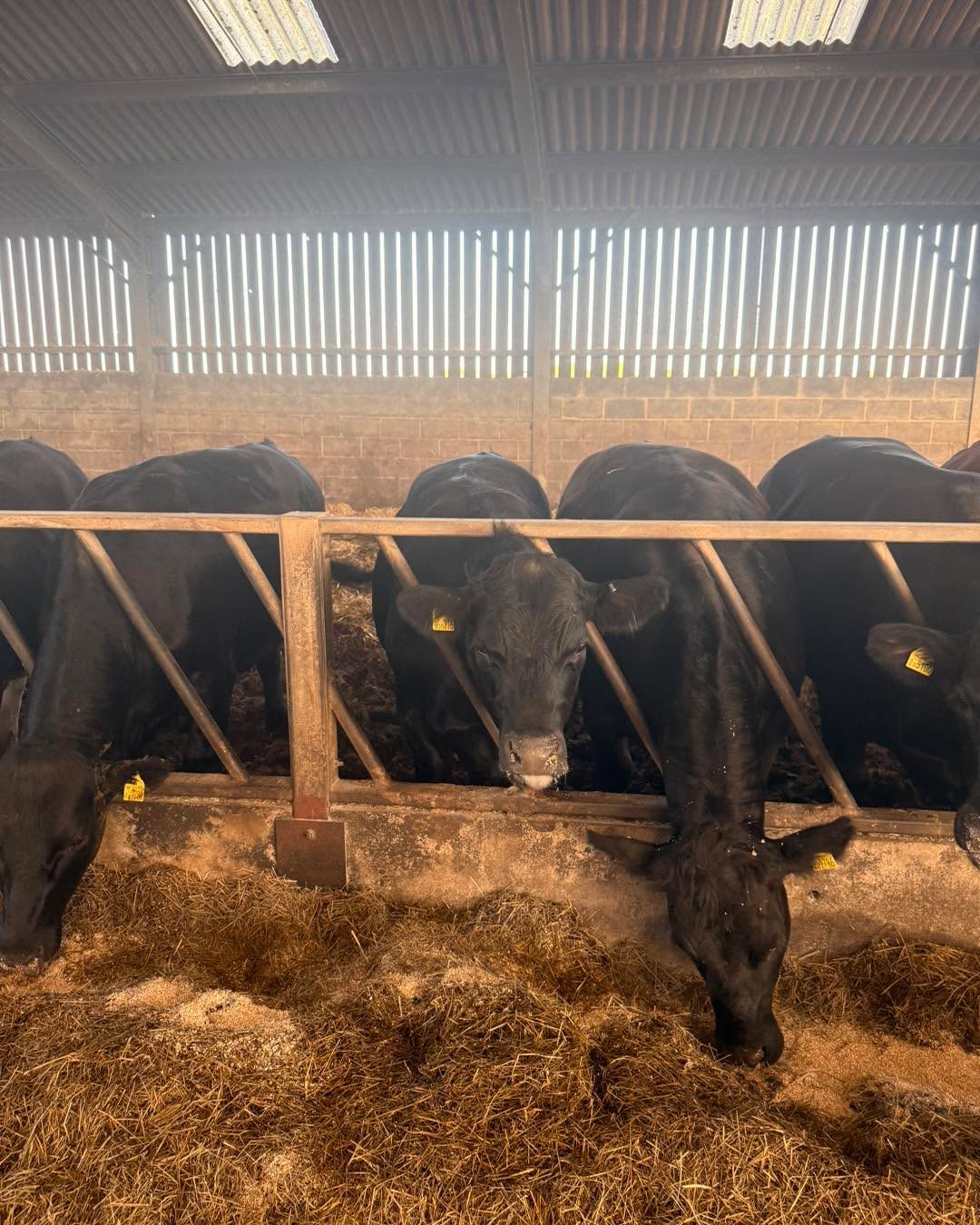 When you dine with us at The Falcon Steakhouse, you’re not just enjoying great food and hospitality… you’re supporting local hospitality, local farming and a small independent family business
Being able to work so closely with our family farm is something we’re incredibly proud of, and it’s a huge part of what makes The Falcon what it is. Supporting British farming and using quality local produce will always be at the heart of what we do.
Every booking, every takeaway, every recommendation and every share genuinely helps more than people realise. Times are tough for independent hospitality, so choosing local really does make a difference.
From all of us here at The Falcon, thank you for continuing to support our little steakhouse in Wotton-under-Edge 🦅🥩
Andy x
https://www.falconsteakhouse.com/book-now/