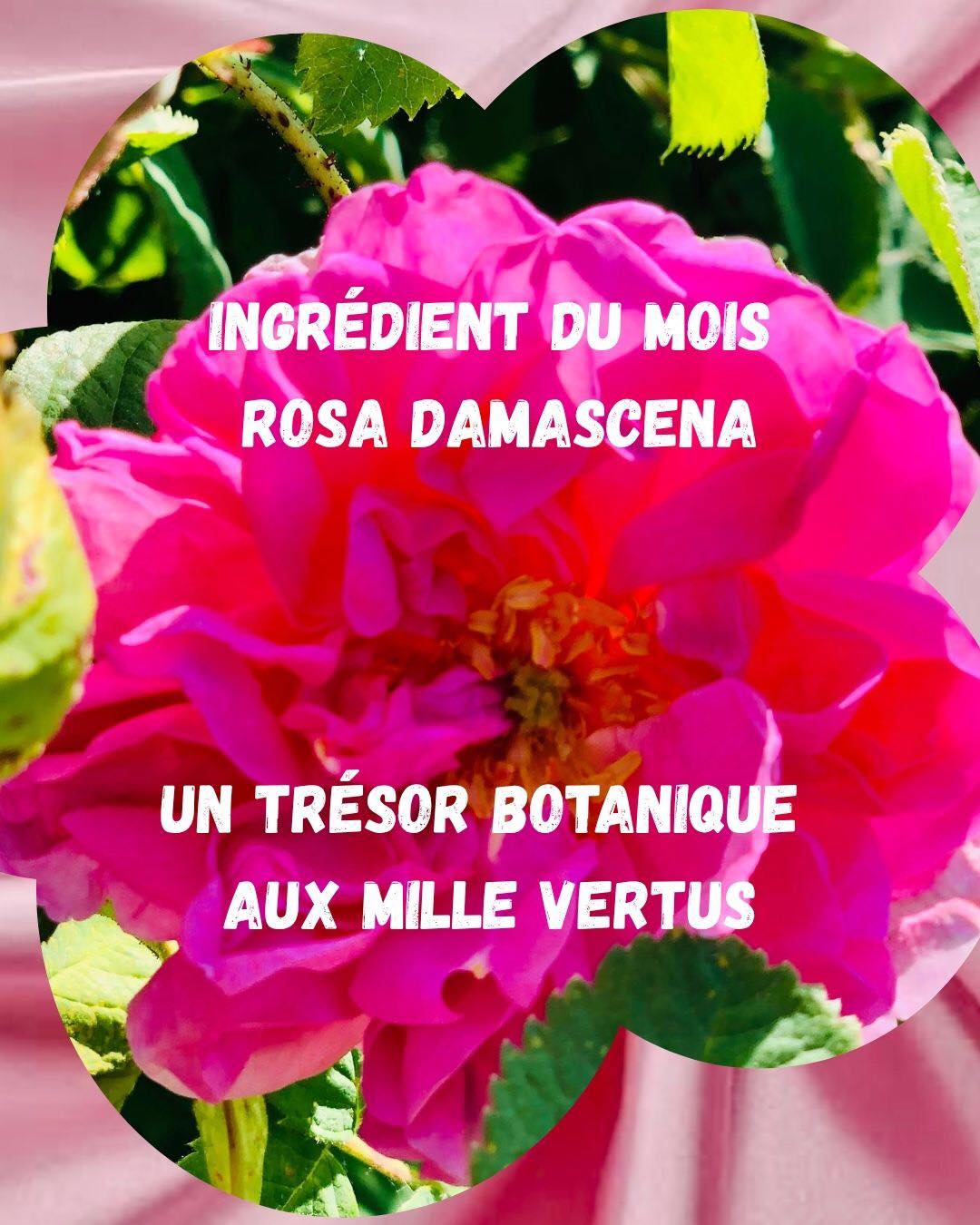 Symbole de beauté et de féminité depuis des siècles, la Rose de Damas est reconnue pour ses propriétés apaisantes et son parfum délicatement floral 🌹
Originaire du Moyen-Orient, la Rose de Damas est cultivée depuis des siècles pour sa rareté, son parfum envoûtant et ses propriétés exceptionnelles.
✨ Ses bienfaits pour la peau :
• Apaise les peaux sensibles
• Aide à préserver l’hydratation
• Redonne éclat et douceur
• Laisse un parfum délicat et raffiné
Notre crème corps hydratante associe la Rose de Damas à des actifs naturels soigneusement sélectionnés.
💧 Huile d’amande douce
Nourrit intensément et aide à protéger la peau du dessèchement.
🥥 Huile de macadamia
Connue pour son toucher soyeux, elle assouplit et sublime la peau.
🌿 Aloe Vera
Hydrate, apaise et apporte une sensation immédiate de fraîcheur.
Une texture fondante, une peau douce et satinée, un parfum floral délicat…
Le rituel parfait pour prendre soin de soi au quotidien ✨
🌹 Offrez à votre peau l’alliance parfaite entre nutrition, hydratation et élégance naturelle.
#RoseDeDamas #Hydratation #cosmetiquenaturels #AloeVera #HuileDAmande #HuileDeMacadamia #beautyroutine