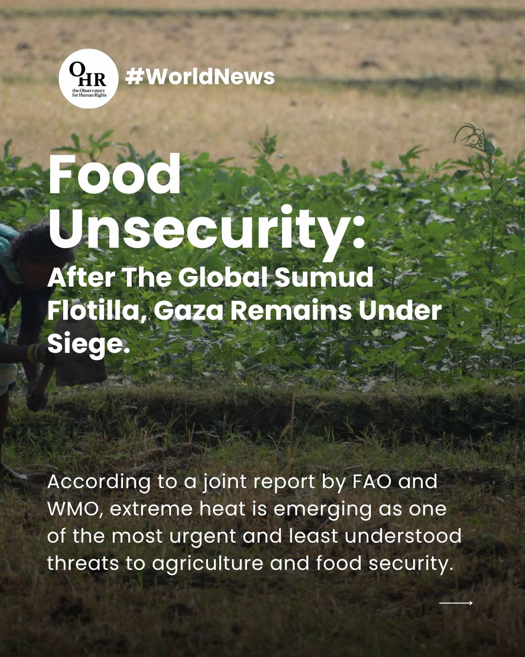 🌱According to a joint report by FAO and WMO, extreme heat is emerging as one of the most urgent and least understood threats to agriculture and food security, bringing global food and farming systems to the verge of collapse and endangering the source of income of over a billion people.
Beyond its environmental and economic consequences, extreme heat is increasingly becoming a human rights issue, threatening fundamental rights such as the right to food, the right to health and the right to decent work.
In this scenario of deepening global inequalities, acting to protect the environment and all the species that live in it is not only an urgent need, but also an ethical responsibility.
👉 Follow to stay informed
👉 Share it to raise awareness
👉 Join the conversation in the comments
Written by: Sonia Iovine
🖇️ Read the full article: https://www.theobservatoryforhumanrights.com/post/extreme-heat-is-threatening-global-food-systems-according-to-fao-and-wmo
#ohrobservatory #theobservatoryforhumanrights #humanrights #ohr