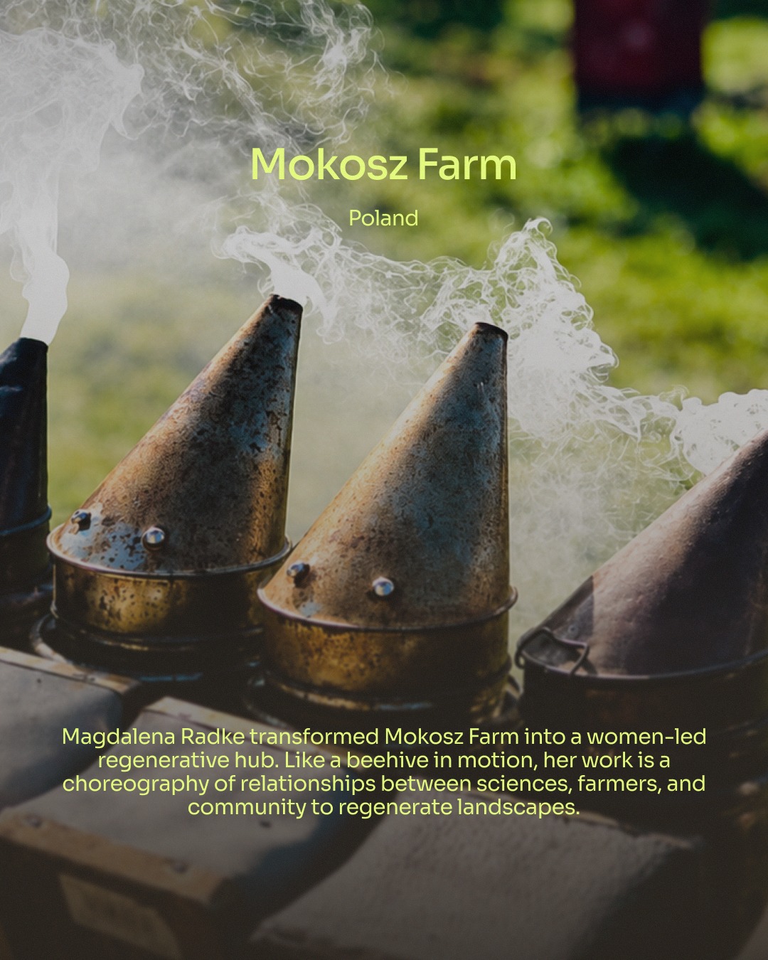 What if 1.5 hectares of land could regenerate an entire landscape?
At Mokosz Farm, Magdalena Radke is showing that the size of the land doesn’t define the scale of the impact.
Across just 1.5 hectares, she has built a high-functioning ecosystem where everything connects.
90 natural beehives pollinate organic herbs, which enrich the honey to create premium functional products including innovative medicinal-mushroom extracts developed alongside local universities.
Designed to reach beyond its own fences, Mokosz Farm serves as a living laboratory and demonstration hub. Today, the farm anchors a network of six pilot villages where local women are leading rural regeneration through hands-on micro-actions to restore soil and biodiversity.
🔗 Follow the link in @top50farmers bio for the full story of how Magdalena is turning one and a half hectares and 90 beehives into a blueprint for women-led regeneration.
✍️ Written by @top50farmers and @miglessaa
#top50farmers #magdalenaradke #top50farmers2026 #mokoszfarm #t50f2026 #T50F #regenag #regenerativeagriculture #regenerativefarming #soilhealth #knowyourfarmer #futureoffarming #europe #poland