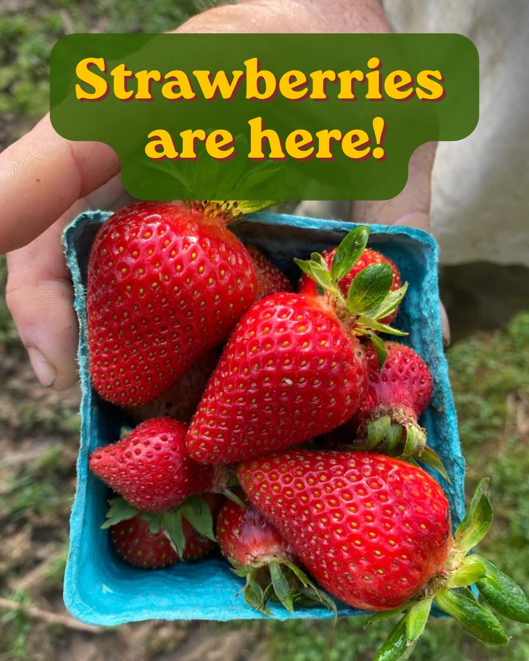Haven't finished your order for the week? Make sure to add the season's first strawberries to your cart.
#BaltimoreEats #BuyLocalBaltimore #GroceryDelivery #MarylandMade #ChesapeakeRegion #FarmToTable #LocalFood #SupportLocalFarms