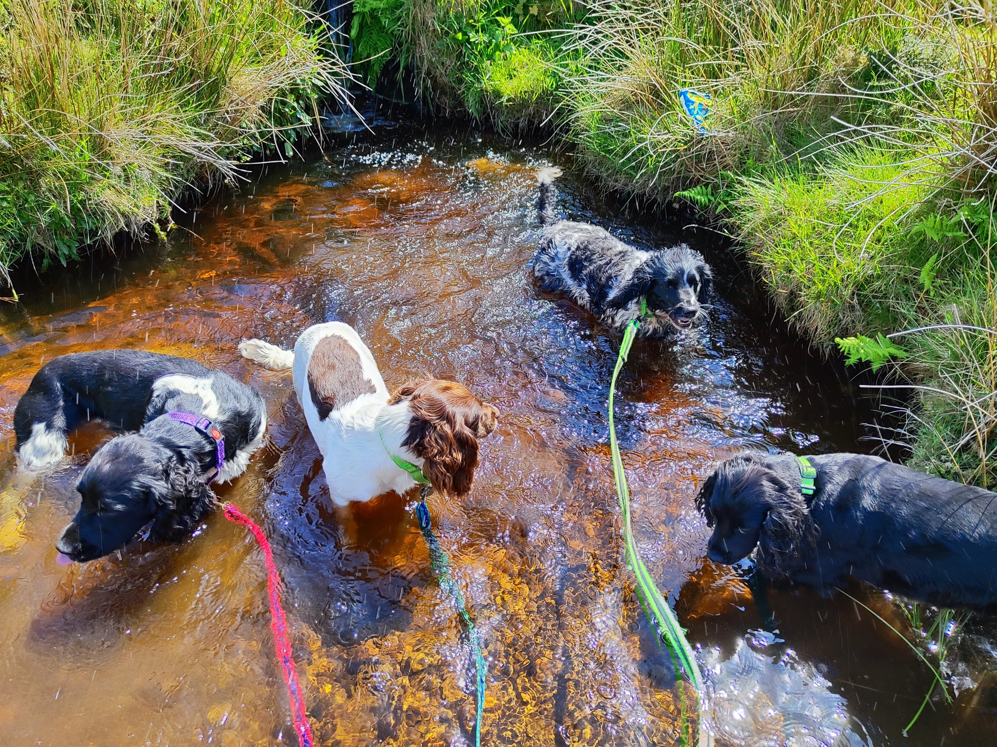 Fizz, Millie, Mason and Maeve enjoying a splash! πΆ