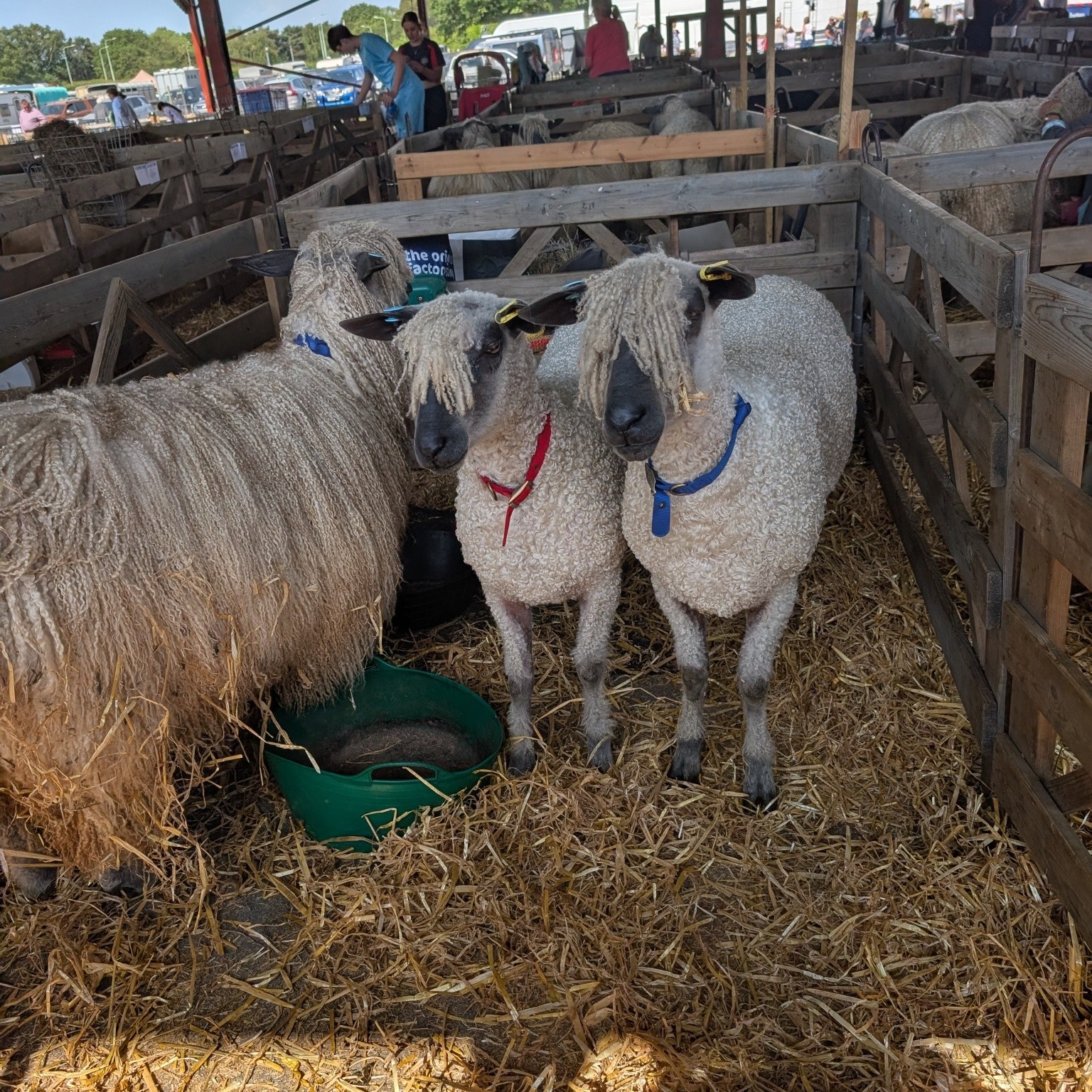 We've had a fab day at the Suffolk Show yesterday. We spent the morning watching the sheep classes as well as having a good wander round the pens looking at potential sheep breeds to add to our current offering of British sheep yarns and fibres.
The Leicester Longwools did very well in the Longwool classes with a Leicester Longwool ram ending up as supreme champion - well done Barry and Chris!
It was also great seeing youngsters showing sheep - they are so necessary to the survival of many of rare breeds beyond the current generations of sheep breeders.
#leicesterlongwool #rarebreed #rarebreedsheep #sheepshow #lovesheep #britishsheep