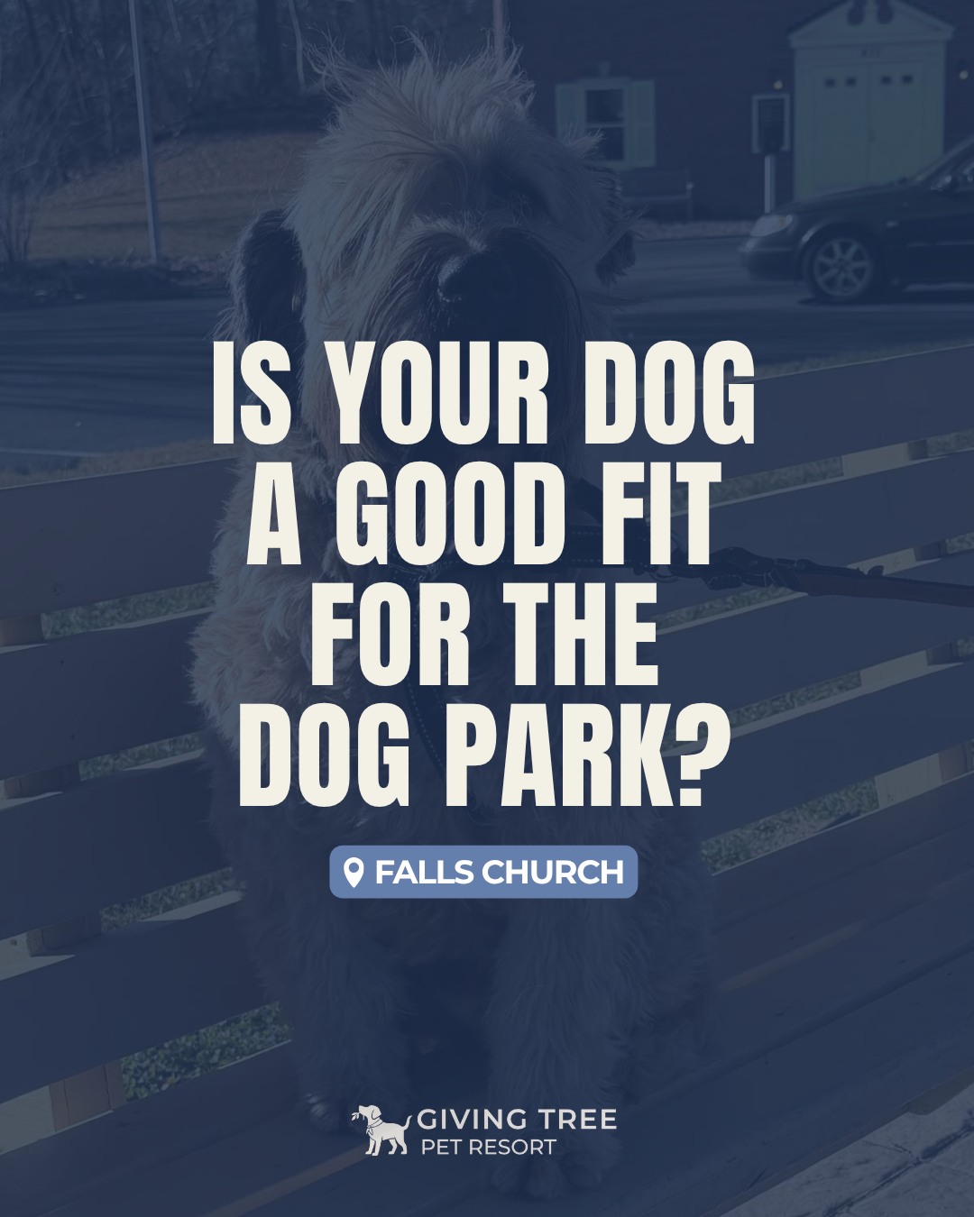 Is your dog a good fit for the dog park?
Understanding your pup's personality and comfort level always comes first!
👉 Swipe to read more 🐶
✅ If you Looking for PROFESSIONAL DOG TRAINING IN NORTHERN VIRGINIA?
Our training programs focus on building trust, structure, and lifelong skills through gentle methods — helping your dog thrive at home and beyond.
#GivingTree #Virginia
#GivingtreeK9club #fallschurch
#Dogpark #Professional #Dogtraining