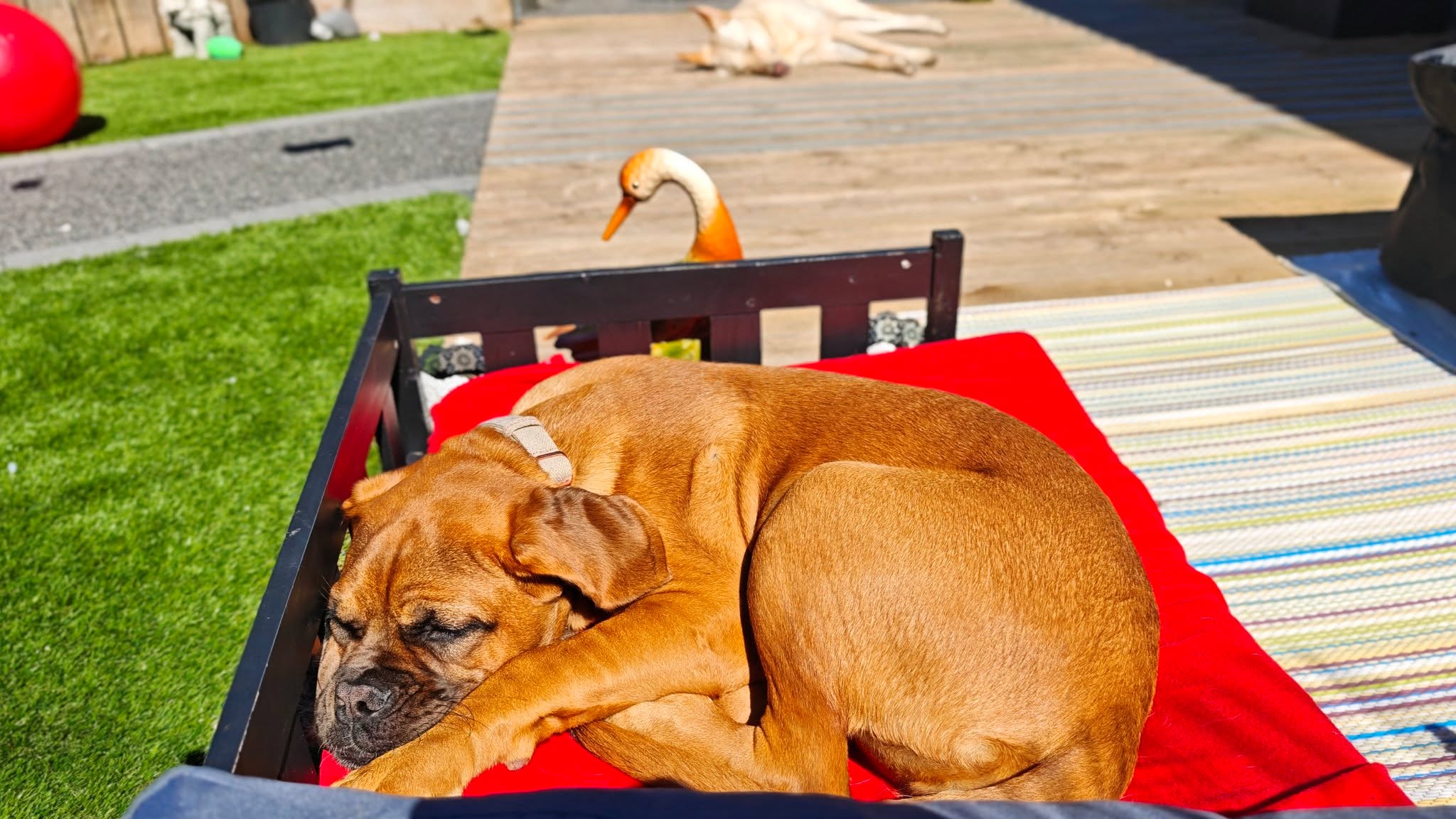 Gorgous Ninni the dogue de bordeaux puppy joined us for the day while her humans explored the fells! π
We currently have limited spaces for our Mucky Mutts Adventure Days!
More information and the enquiry form can be found on our website
https://www.scallywagzpetservices.co.uk/muckymutts