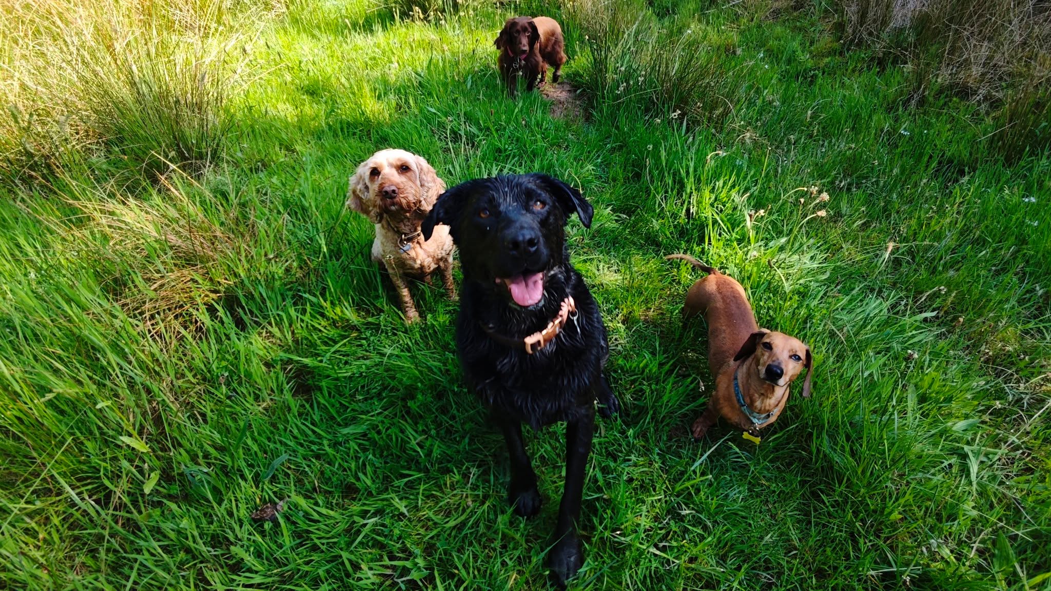 Lilo, Stanley, Harley and Bertie πΆ