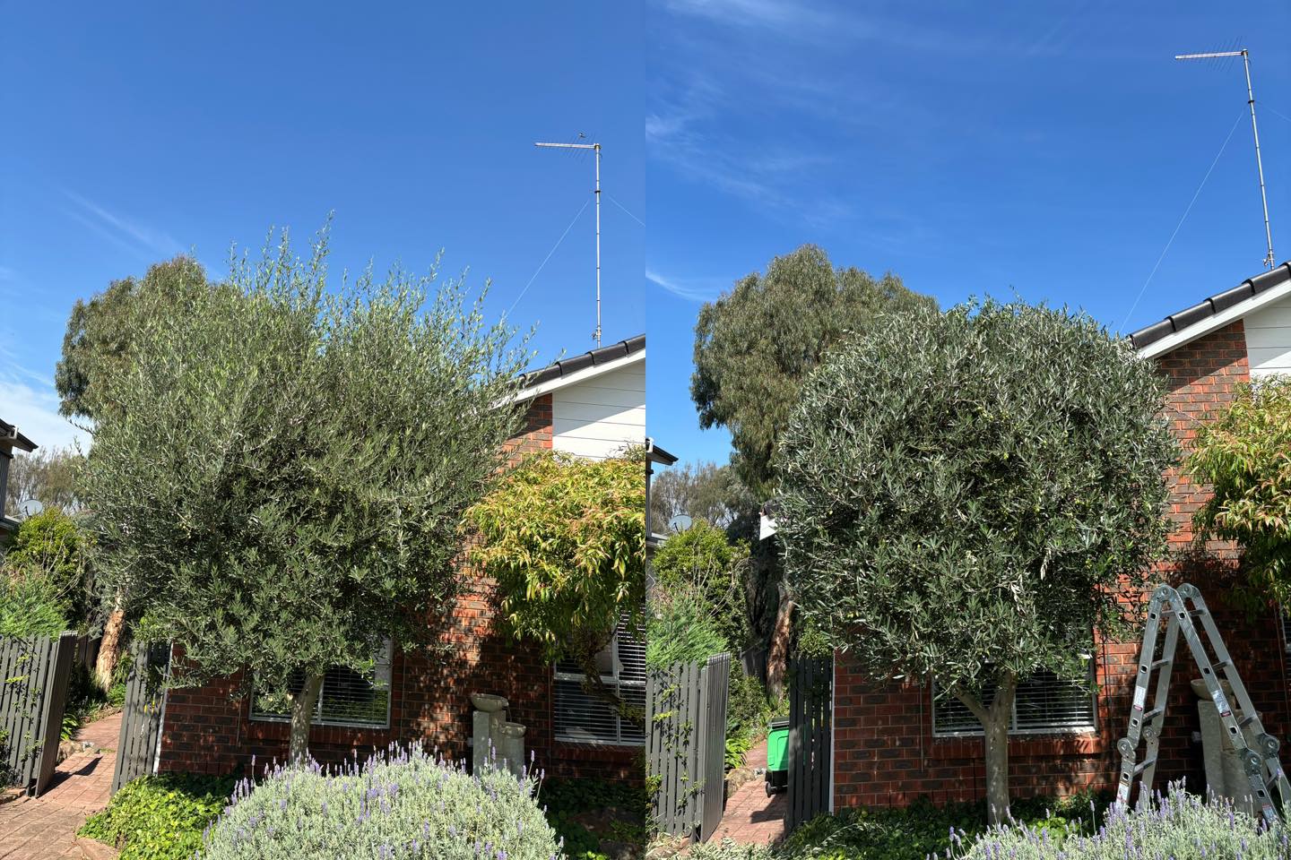 Shaping some olives #melbourne #lawns #mowing #gardening #MowingService #lawnmowing #GBG