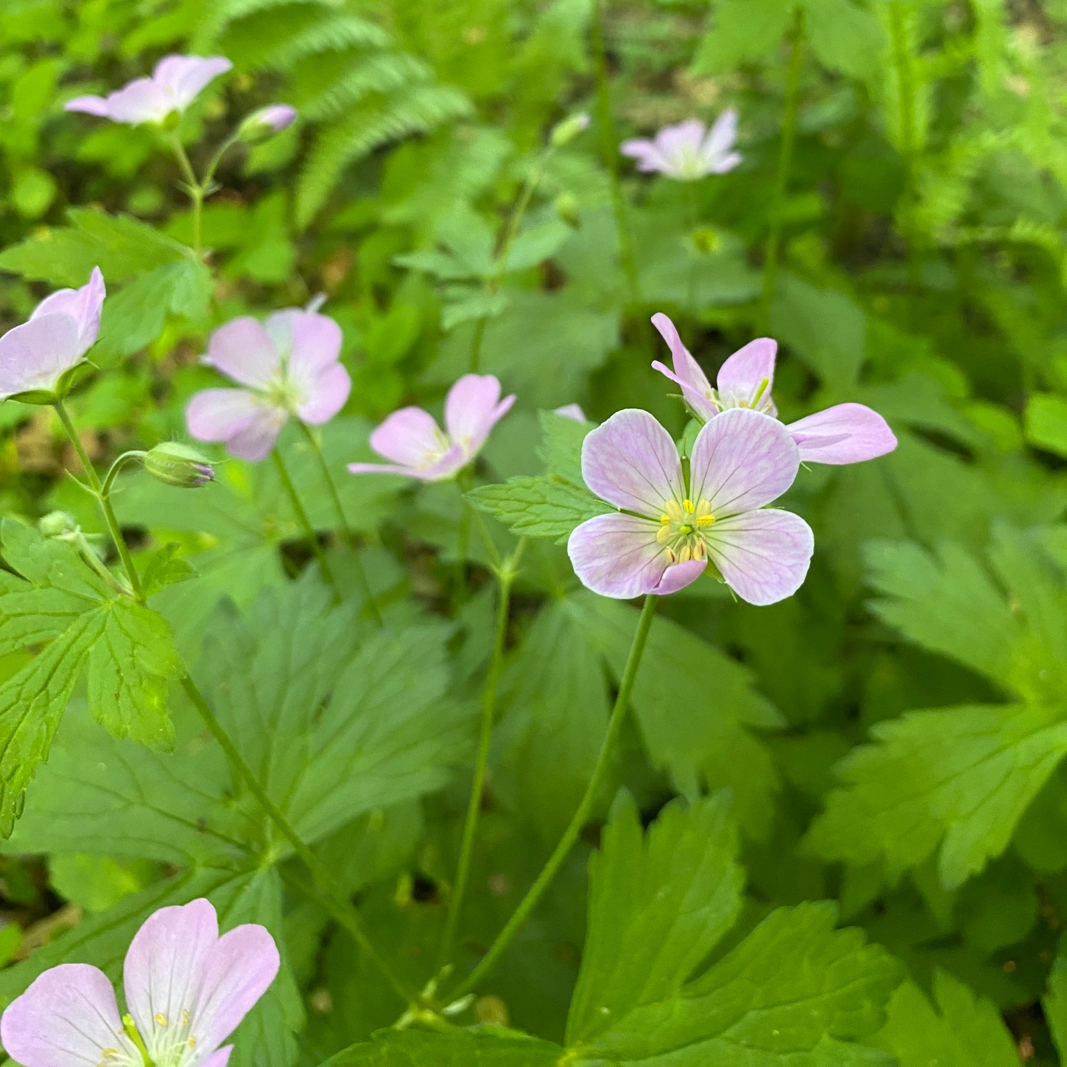 The warm weather brought on some beautiful blooms this weekend! 🌸☀️
We went on a blooming scavenger hunt with the kiddos and here’s what we found:
🌿 Jacob’s Ladder
🌿 Jack in the Pulpit
🌿 Wild Columbine
🌿 Lupine
🌿 Nannyberry Viburnum
🌿 Wild Geranium
We have every one of these beauties available at the nursery! Stop by and bring a little spring bloom magic home with you. Appointments available Monday-Wednesday. OPEN Thurs 28th 9-5, Fri 29th 9-5pm, Sat 30th 2pm-5pm.