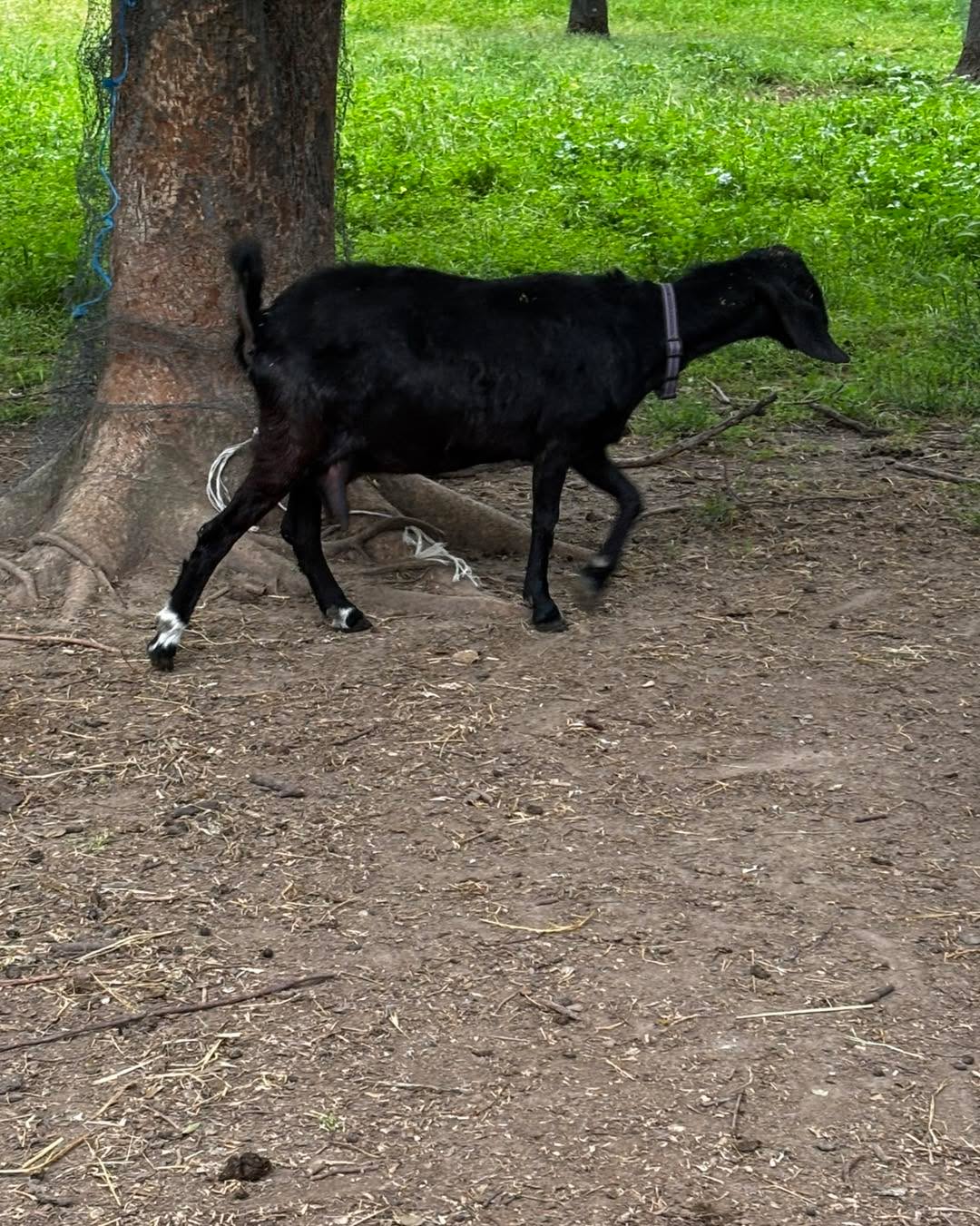 Palo Cedro CA registered 2 year old mini Nubian doe available-clean tested herd. Looking for new pet or possibly breeding home. She is friendly but kidded with triplets this last year and had borderline pregnancy toxemia. If breeding again would need to make sure a good weight before breeding and during pregnancy. She comes from excellent milk production genetics her dam is 7*P she is dry currently
