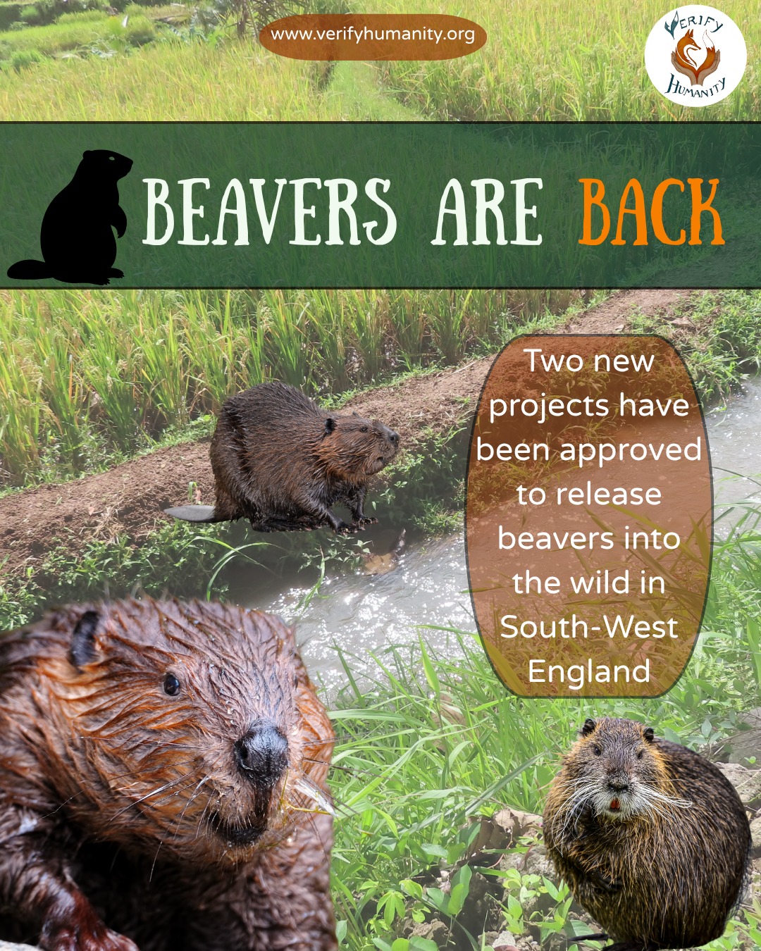 It’s #WildlifeWins and guess what? Beavers are SO back! 🦫💅
Two new projects have been approved to release beavers into the wild in South-West England. This marks a major step towards restoring beavers across England.
Why does this matter? Because beavers are true ecosystem engineers. ✨ They create wetlands, improve biodiversity, and even build natural flood defences.
Importantly, these licensed releases help avoid the risks of unlicensed reintroductions. This can cause the risk of an isolated, inbred population or conflict with farmers and land managers.
Natural England has called for a well-planned, collaborative approach, built on trust and local engagement. However, there are still concerns around impacts on farming, fisheries and infrastructure. This is why the projects will be clearly monitored, with a 10-year support plan to allow populations to spread naturally over time.
This is a huge milestone for nature recovery in England! 🌍 There are more projects to follow, all under strict regulation to balance ecological benefits with impacts on people and land.
Share this post to spread the word, support licensed organisations working on rewilding, and get involved in local conservation efforts. 🌱
#Biodiversity #Rewilding #Conservation #Beavers #Southwestengland #WildlifeUK
Sources
Gov UK, Natural England, Beavers to be released in South West England in coming weeks (2026). Contains public sector information licensed under the Open Government Licence v3.0.