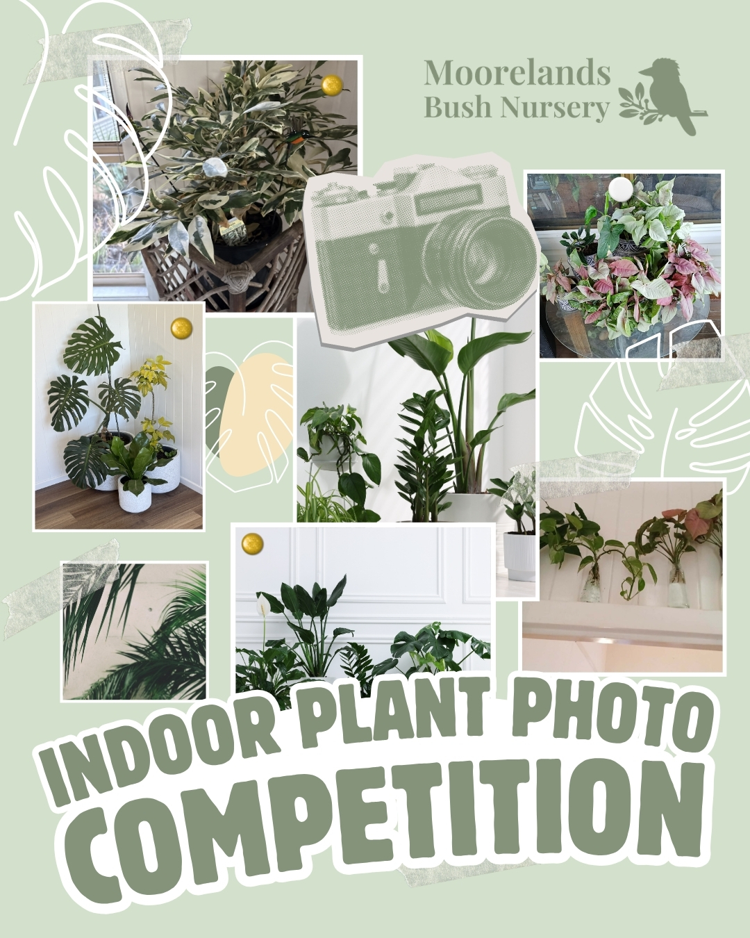 📸 PHOTO COMPETITION TIME 🪴
Calling all proud Indoor plant owners!
Whether it's a thriving monstera taking over the lounge room or a little pot on the windowsill, we'd love to see the indoor plants you're growing.
Enter our Indoor Plant Photo Competition for your chance to win a prize pack valued at $70, featuring a Rocky Point Plant Foliage Spray, a Rocky Point Indoor Plant Tonic, and a pair of garden gloves.
Here's how it works:
Share a photo of your indoor plant in the comments below or via Direct message to our Facebook page. The winner will be chosen by the Moorelands team. Tag a plant-loving mate so that they can enter too.
Entries open now and close at 11:59pm on Saturday 13 June 2026. 🌿