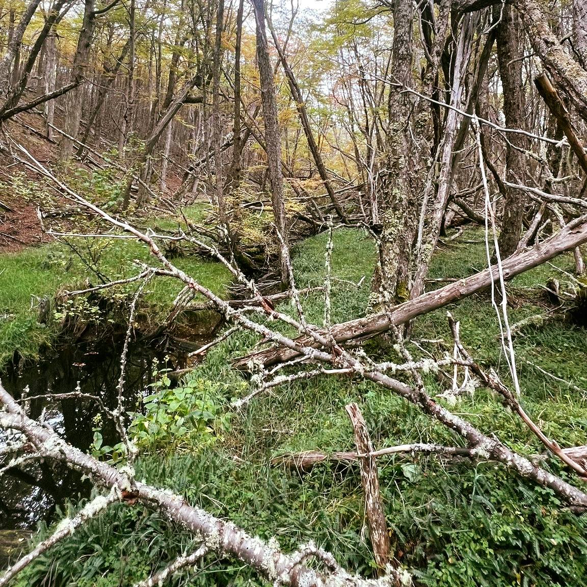 El río integra procesos que comienzan mucho antes de que el agua llegue al cauce.
Temperatura, infiltración, escorrentía y movimiento lento bajo superficie modifican constantemente sus condiciones, lo que ocurre fuera del río también termina apareciendo dentro de él.
#Conservacion #MedioAmbiente #RiosLimpios #Naturaleza #Patagonia #ProtegeNuestrosRios #EcoAmigable #Sustentabilidad #FuturoVerde #Chile #Argentina #AguaEsVida
.
.
.
.
.
.
The river incorporates processes that initiate well before the water reaches the riverbed.
Temperature, infiltration, runoff, and subsurface flow constantly alter its conditions, meaning that what occurs outside the river’s path ultimately manifests within it.
#Conservation #NaturePreservation #CleanRivers #EcoFriendly #Sustainability #WildRivers #NaturePhotography #ProtectOurPlanet #GreenFuture #WaterIsLife #SaveTheRivers