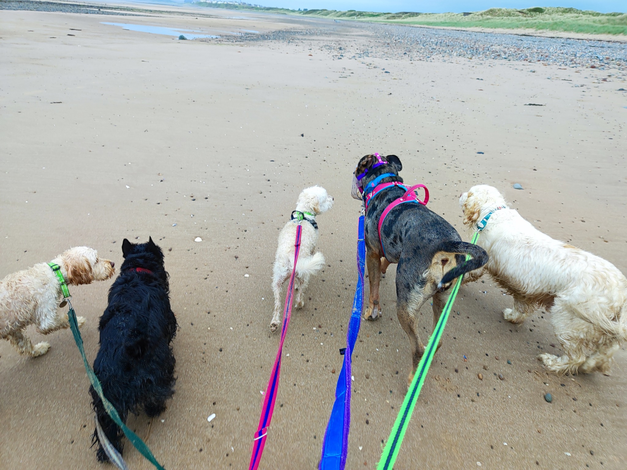 Dolly, Beau, Nova, Jeannie and Freddie π