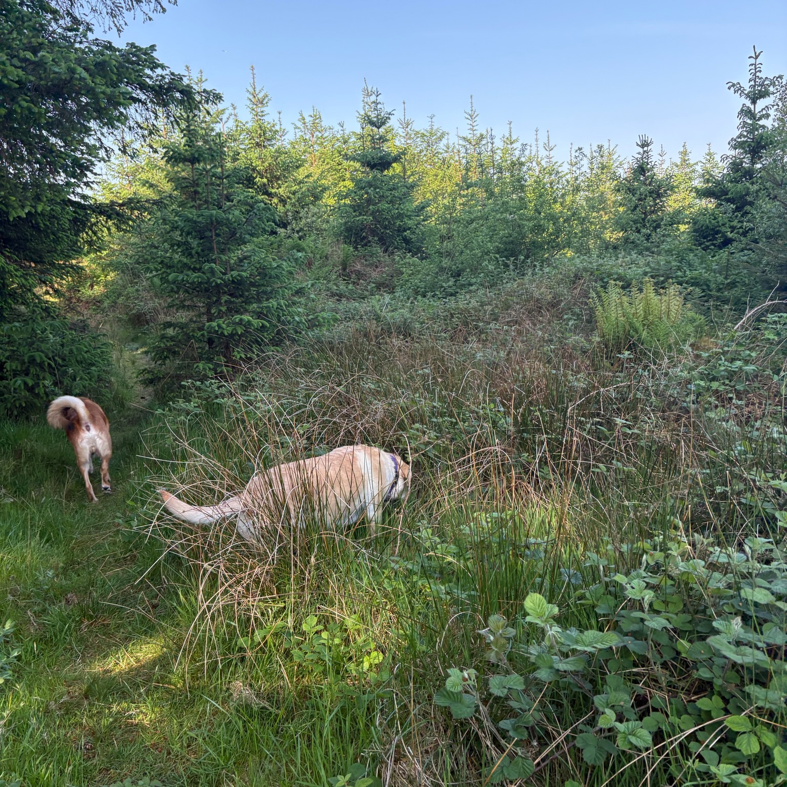 Daryl, Dougie, Buddy and Elsa keeping cool in the woods π²