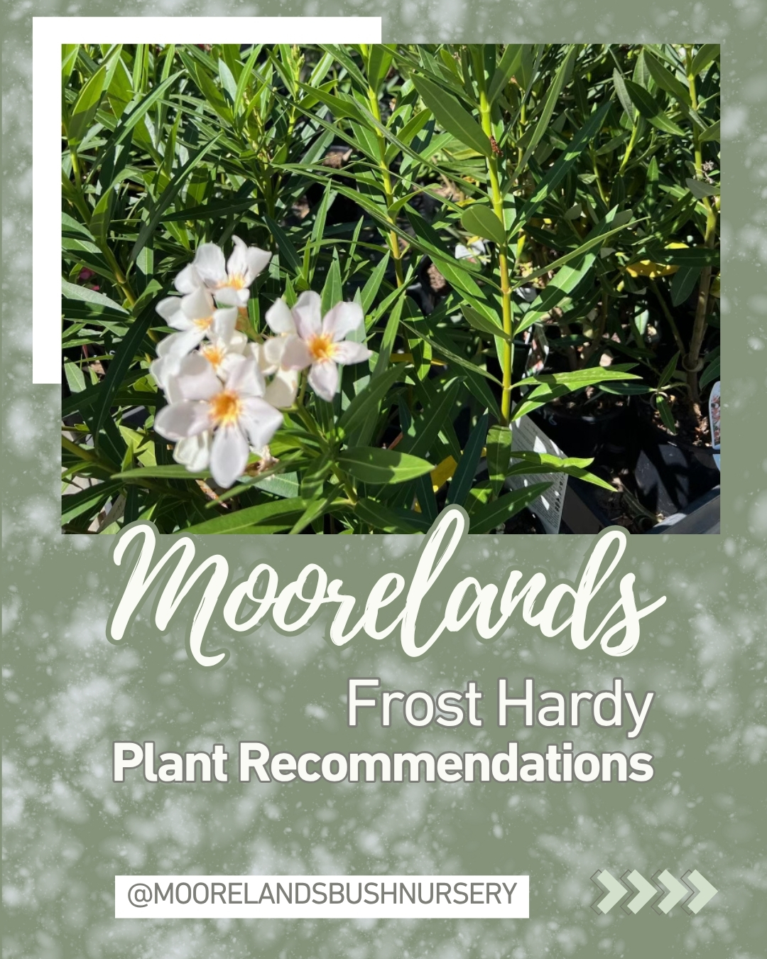 Frosty mornings at this time of the year are a normal part of life out here, and they don't have to leave you with a sad-looking garden.
We asked the team for the plants they'd recommend for winter, the ones that take the cold, the heat and the dry spells and keep on going. Swipe through for our hardiest picks, from tough natives like Eremophila and Grevillea to reliable screeners like Lilly Pilly.
Save it for your next planting day, and tag a mate whose garden gives up every time the temperature drops.
Not sure what will suit your spot? Come out and see us and the team will point you to the right one for your patch.
🌿 1344 Dargal Road, Roma
🕗 Nursery open Mon–Fri 9am–2pm, Sat & Sun 8am–4pm
#moorelandsbushnursery #romaqld #maranoa #frosthardyplants #wintergardening #nativeplants #romaqueensland