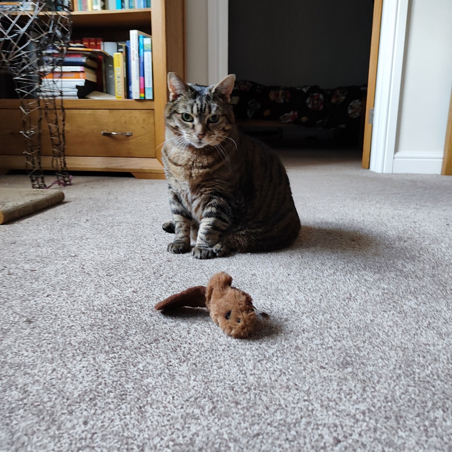 Angel πββ¬
Our services aren't just for dogs! π°πΉ
More information and the enquiry form can be found on our website:
https://www.scallywagzpetservices.co.uk/companioncare