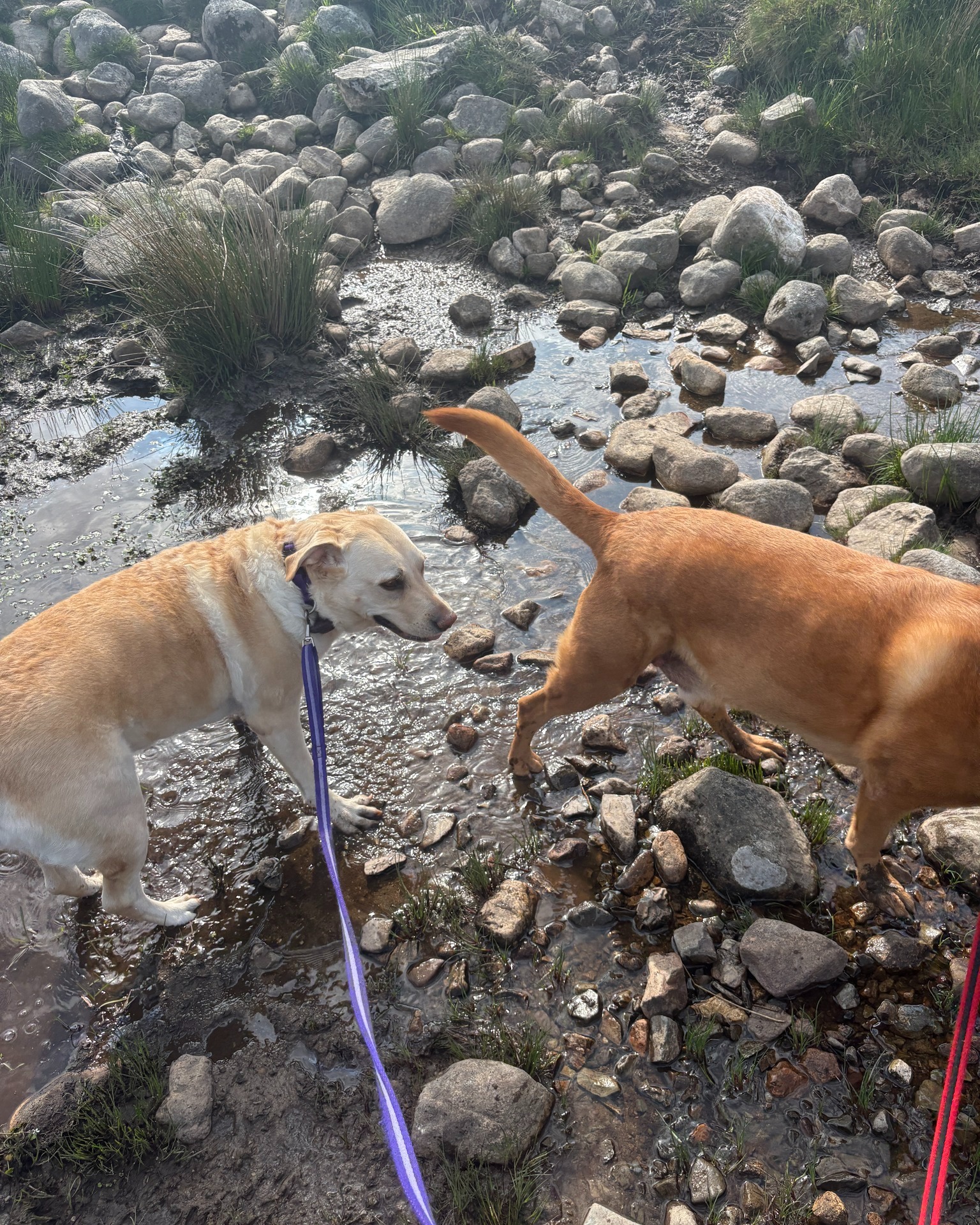 Buddy, Elsa, Daryl and Stitch cooling down in the river π