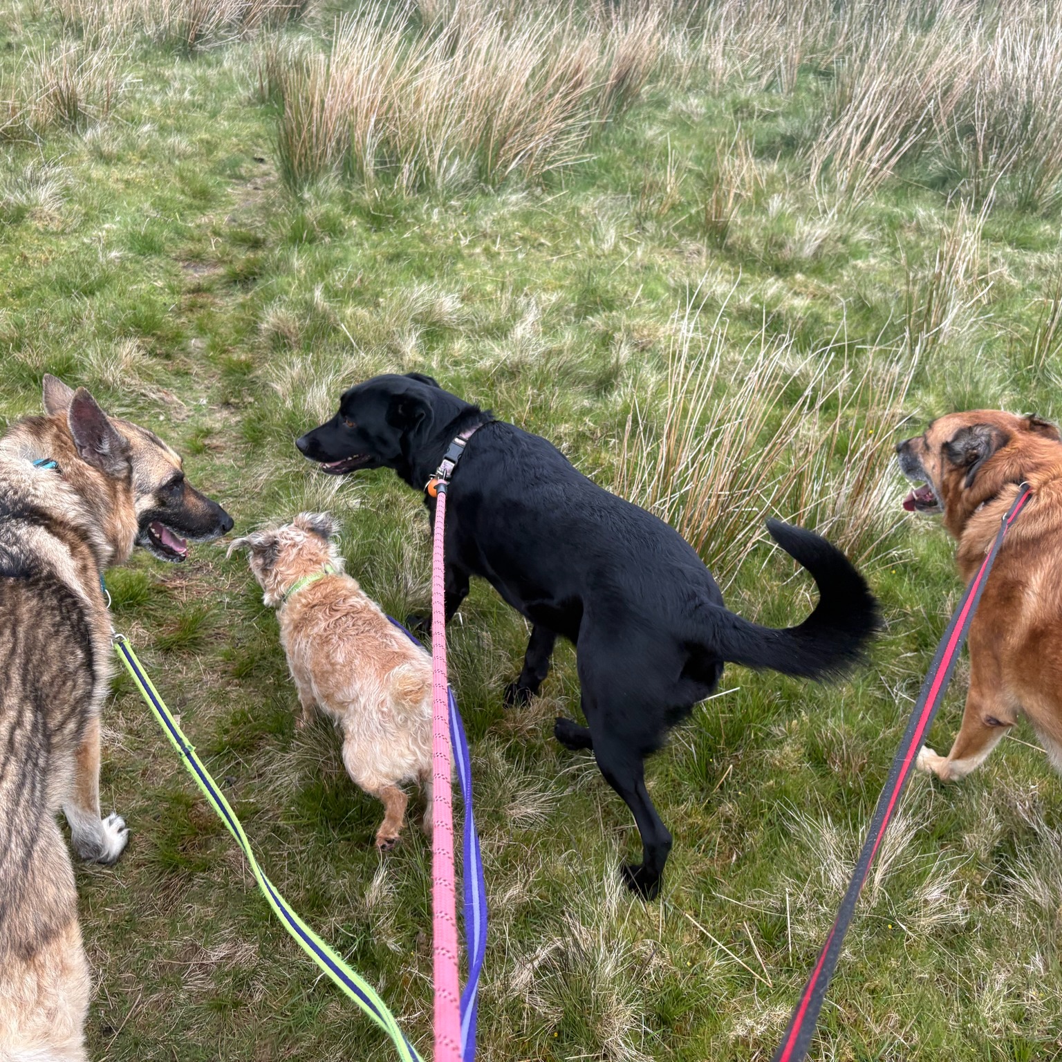 Kira, Bella, Daryl and Lucy πΎ