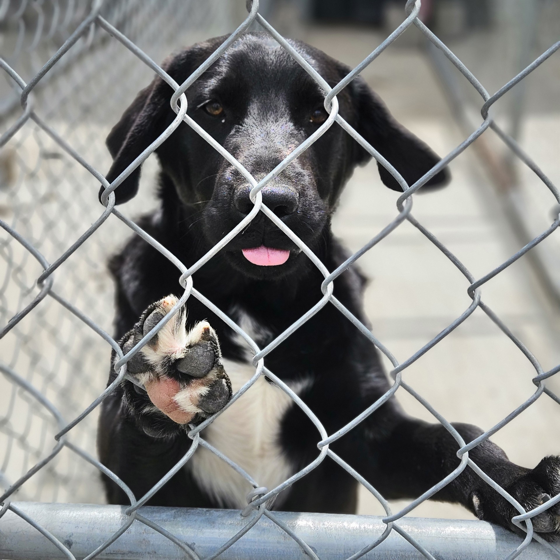 🚨 WE ARE OUT OF FOSTERS AT RED WAGGIN’ RESCUE 🚨
And the dogs keep coming.
Right now, we have amazing dogs waiting in boarding, stressful kennel environments, and temporary holding situations because we simply do not have enough foster homes. Some are puppies. Some are seniors. Some are scared and confused after losing the only home they knew.
What they all need is the same thing:
- A safe place to land.
- Fostering saves lives — literally. Every foster home opens space for another dog in need. Even a short-term foster can mean the difference between safety and nowhere to go.
- We provide support, guidance, and help with supplies. You provide the couch, the patience, and the love.
- You do NOT need to be perfect.
- You do NOT need experience.
- You just need to say “yes” to helping one dog feel safe.
If you've ever thought about fostering, this is the moment we truly need you.
Please message us or apply here: https://www.redwagginrescue.org/foster or email us at connellpetrescue@gmail.com
Even sharing this post could help a dog find safety. ❤️🐾
#redwagginrescue #connellpetrescue #rescuedog #rescuepup #foster #fosterdog #adoptadog