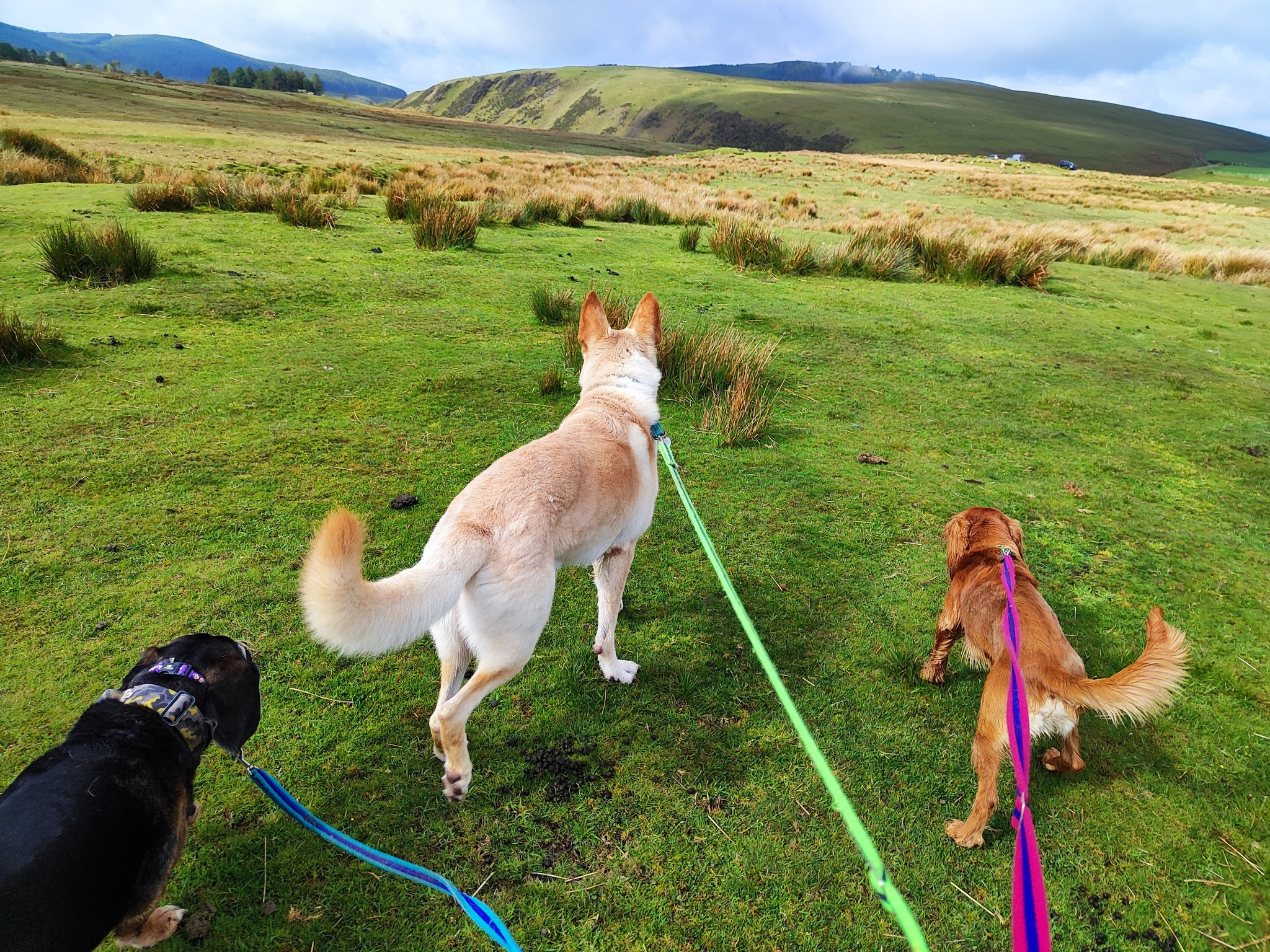 Jurgen, Minnie, Ivy, Rico and Milo πΎ
πΆ Would your pup love to join in on the fun?
π Simply fill in our enquiry form!
www.scallywagzpetservices.co.uk/enquiryform